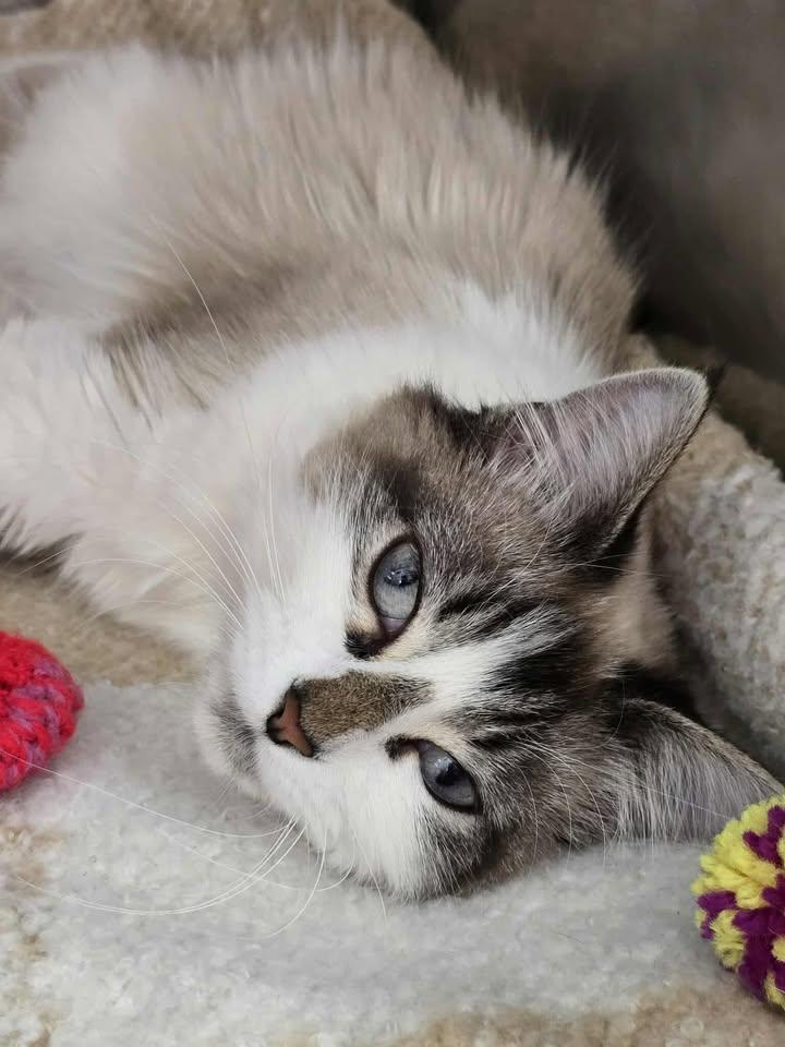 Enlarge Alice, an adopted Domestic Long Hair in Winthrop, ME image 1/1