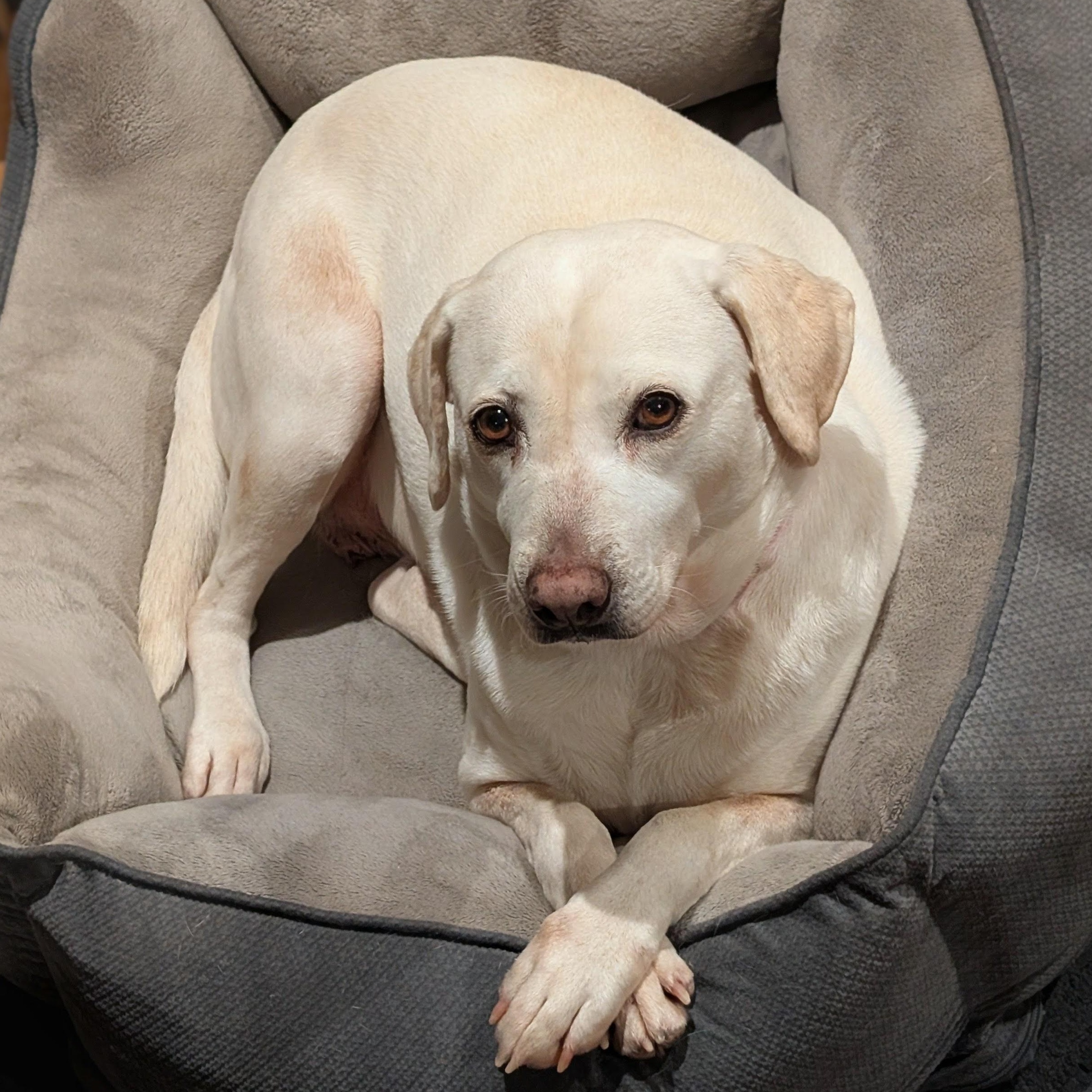 Enlarge Terry , an adoption pending mixed breed in Burlington, VT image 3/6