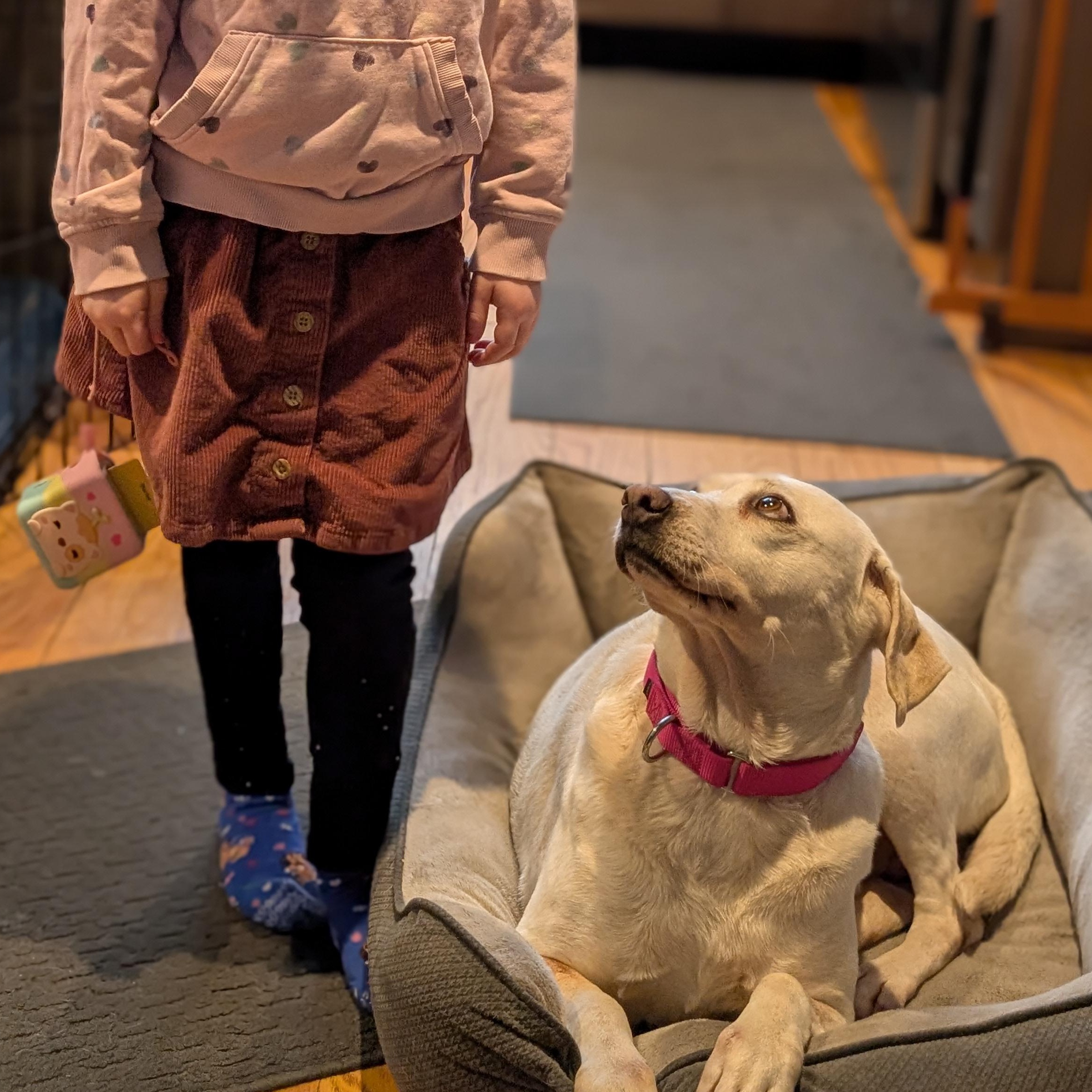 Enlarge Terry , an adoption pending mixed breed in Burlington, VT image 5/6