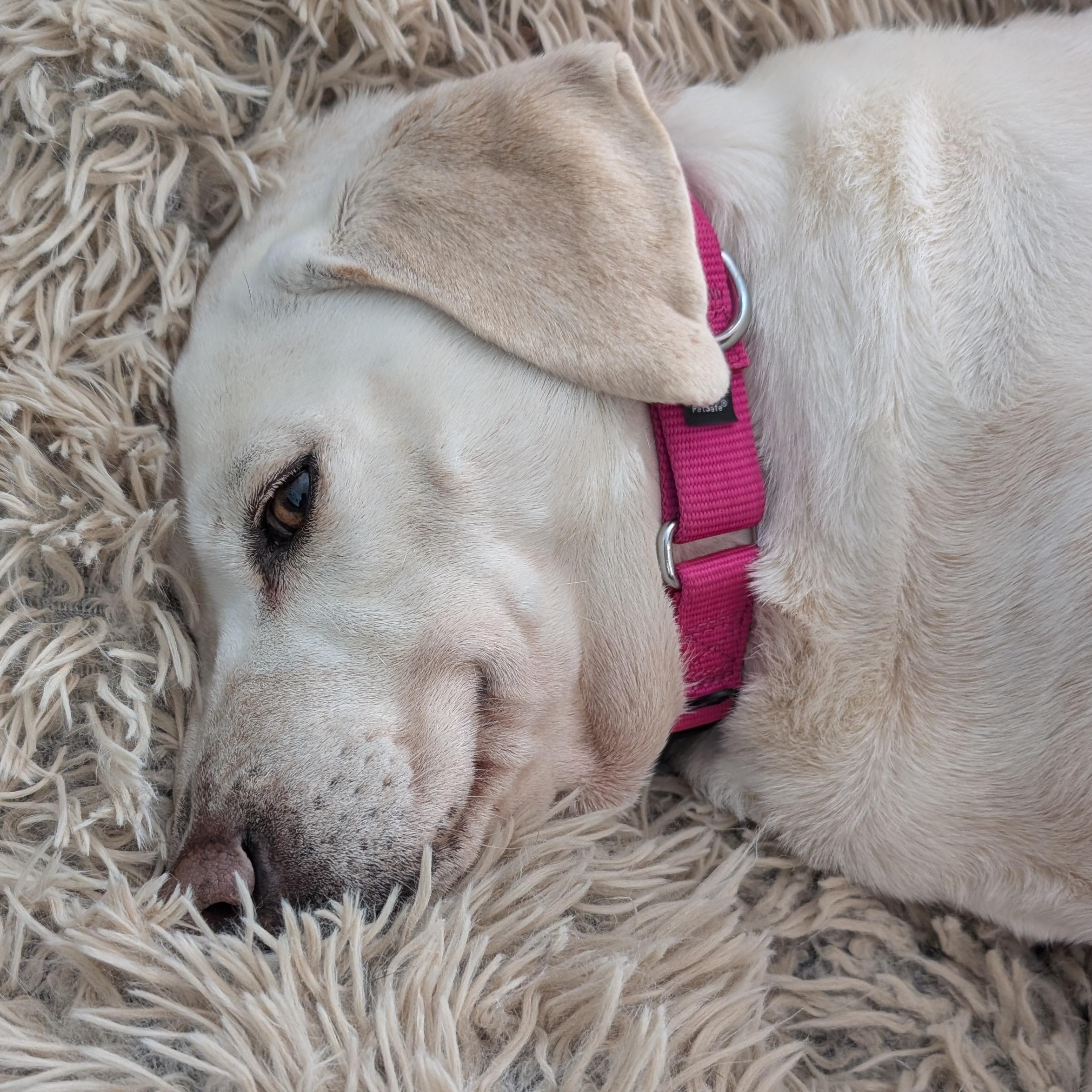 Enlarge Terry , an adoption pending mixed breed in Burlington, VT image 6/6