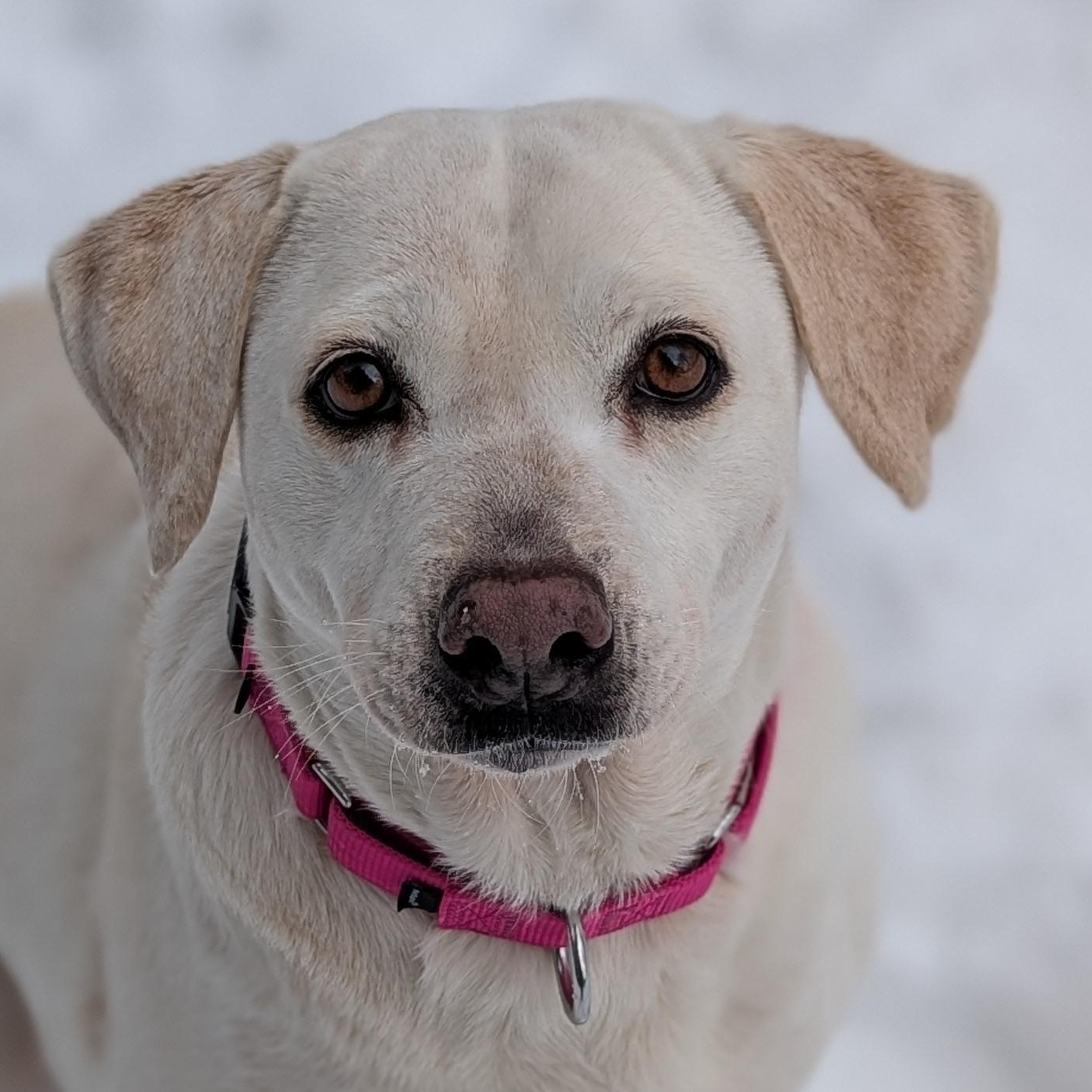 Enlarge Terry , an adoption pending mixed breed in Burlington, VT image 1/6