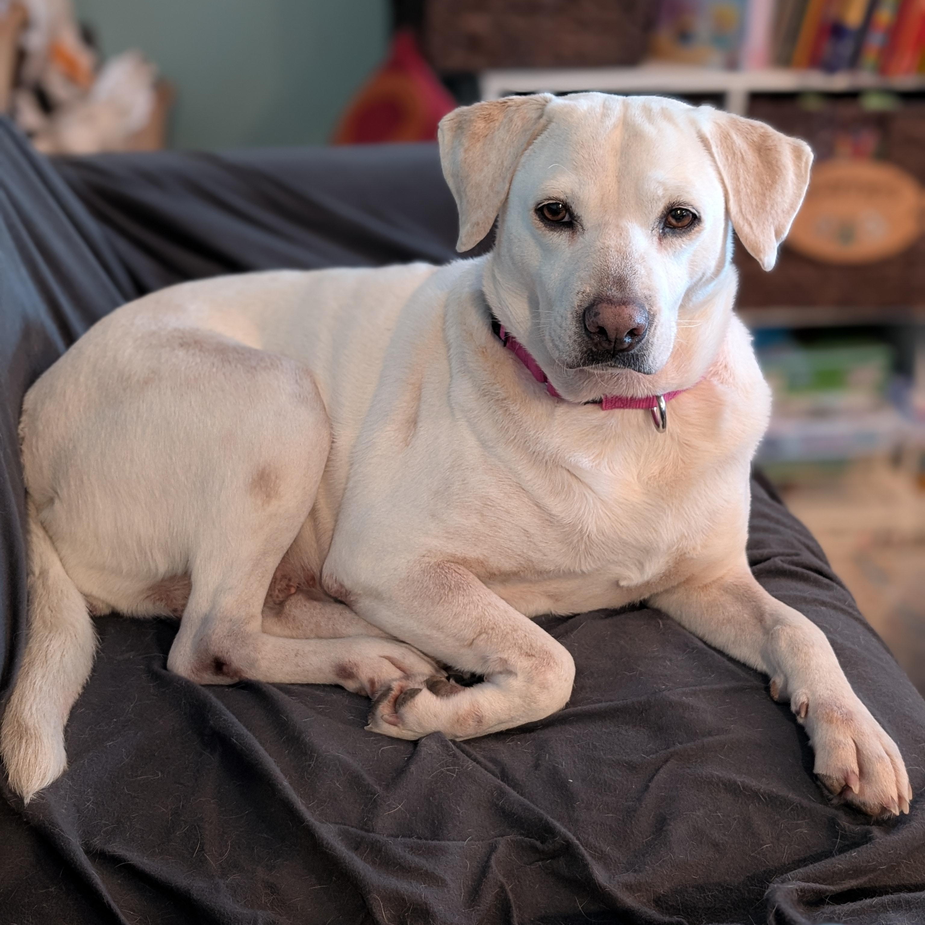 Enlarge Terry , an adoption pending mixed breed in Burlington, VT image 2/6