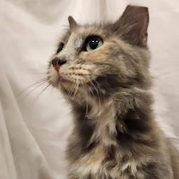 Enlarge Baby Girl, a Adopted mixed breed in Sacramento, CA image 1/1