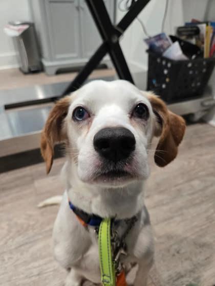 Archie, Adoptable, Adult Male Beagle & Mixed Breed.