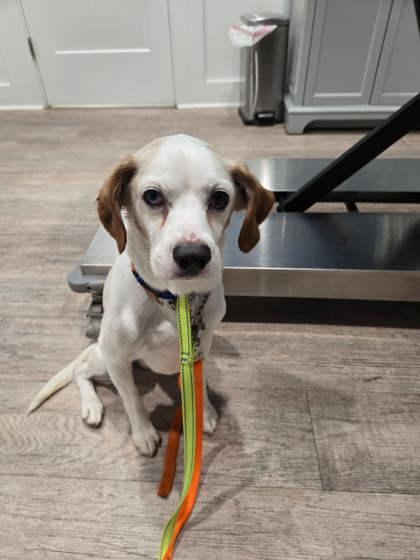 Enlarge Archie, a Adoptable mixed breed in Southern Pines, NC image 3/3