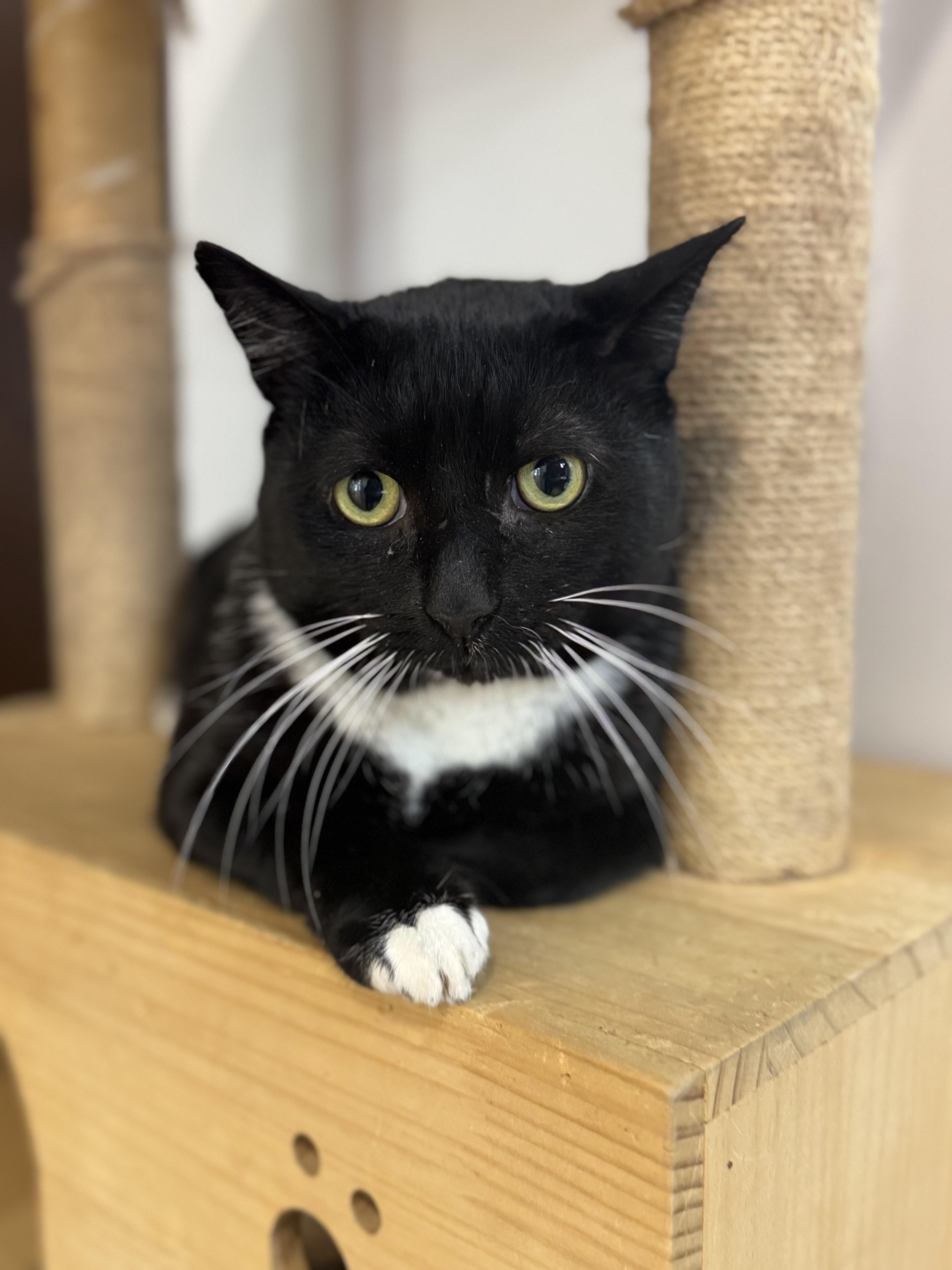 Tux, adopted, Young Male Domestic Short Hair.