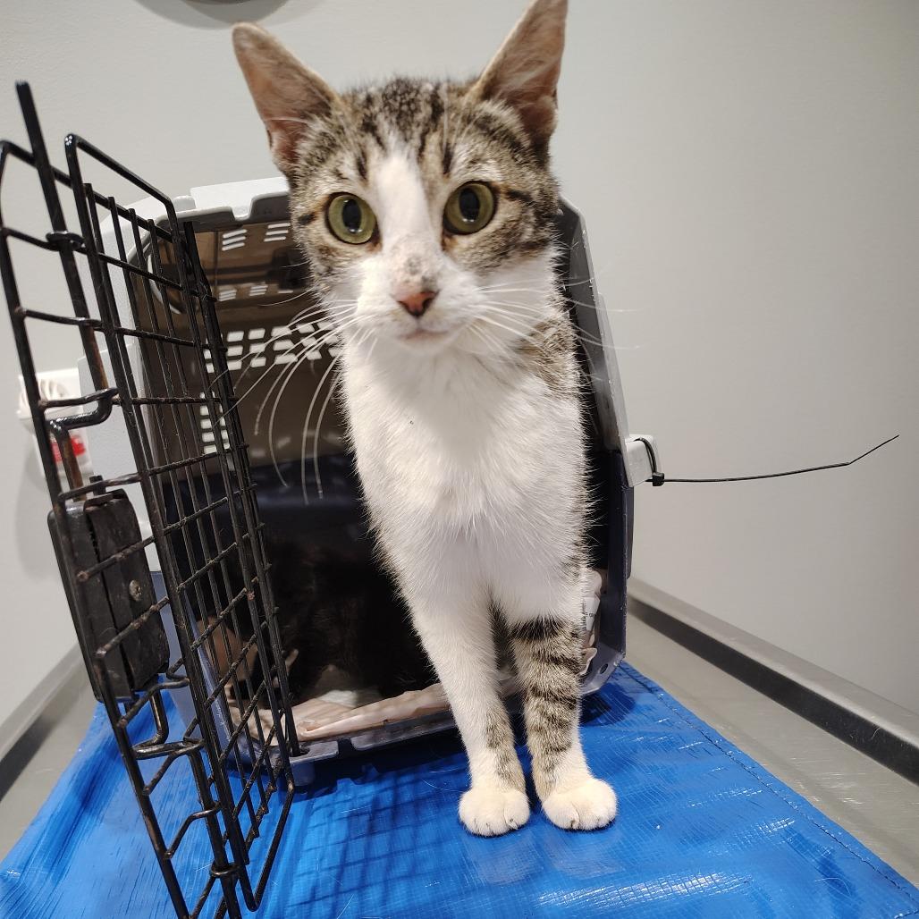 Glory, Adoptable, Young Female Domestic Short Hair.