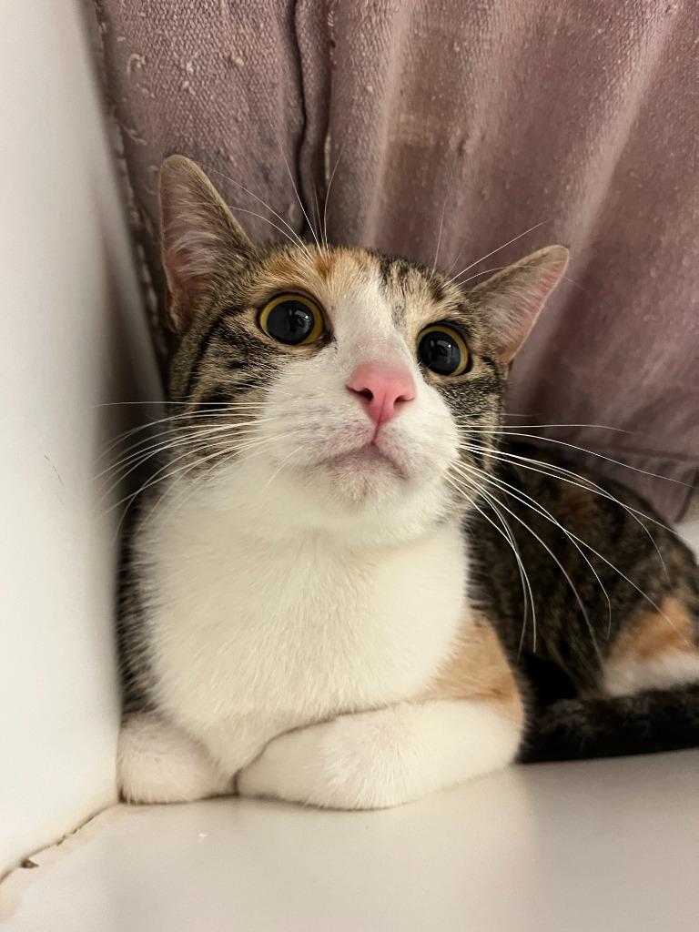 Cat Condo #16 Yuna, Adoptable, Adult Female Domestic Short Hair.