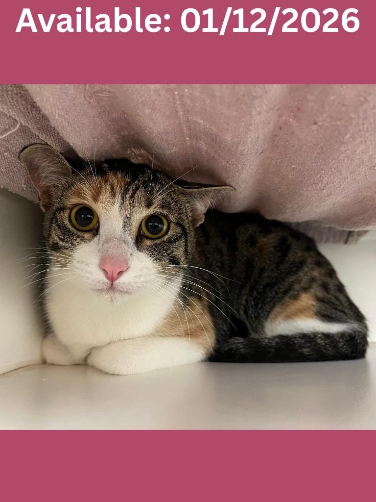 Enlarge Cat Condo #16 Yuna, a Adoptable mixed breed in Greenville, TX image 2/2