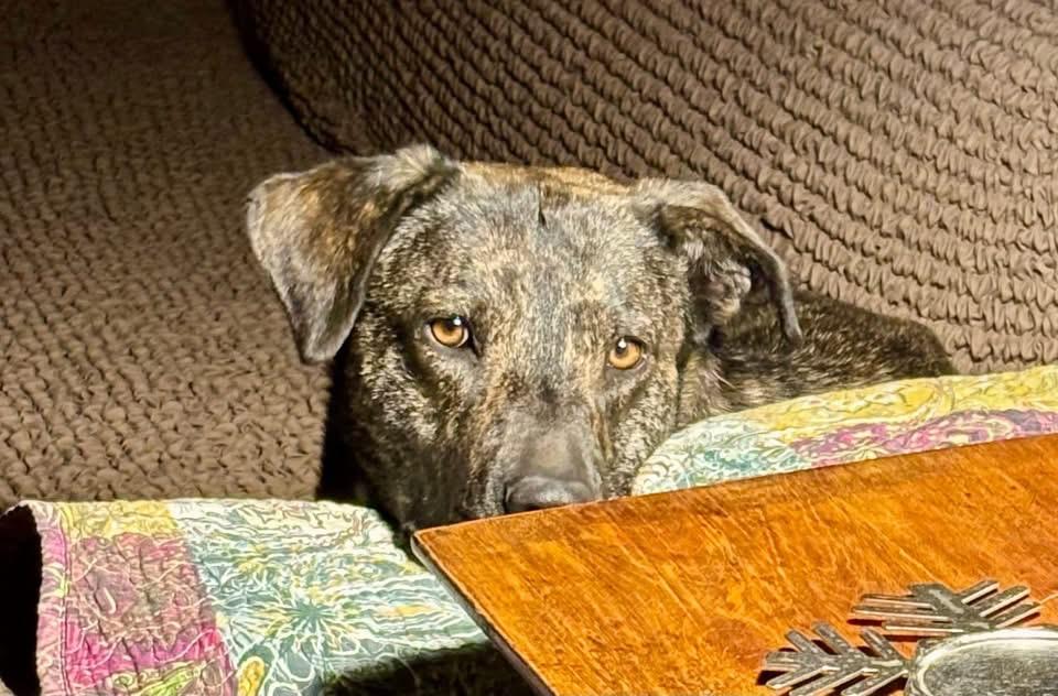 Corina, a Adoptable Plott Hound in Estes Park, CO image 2/5