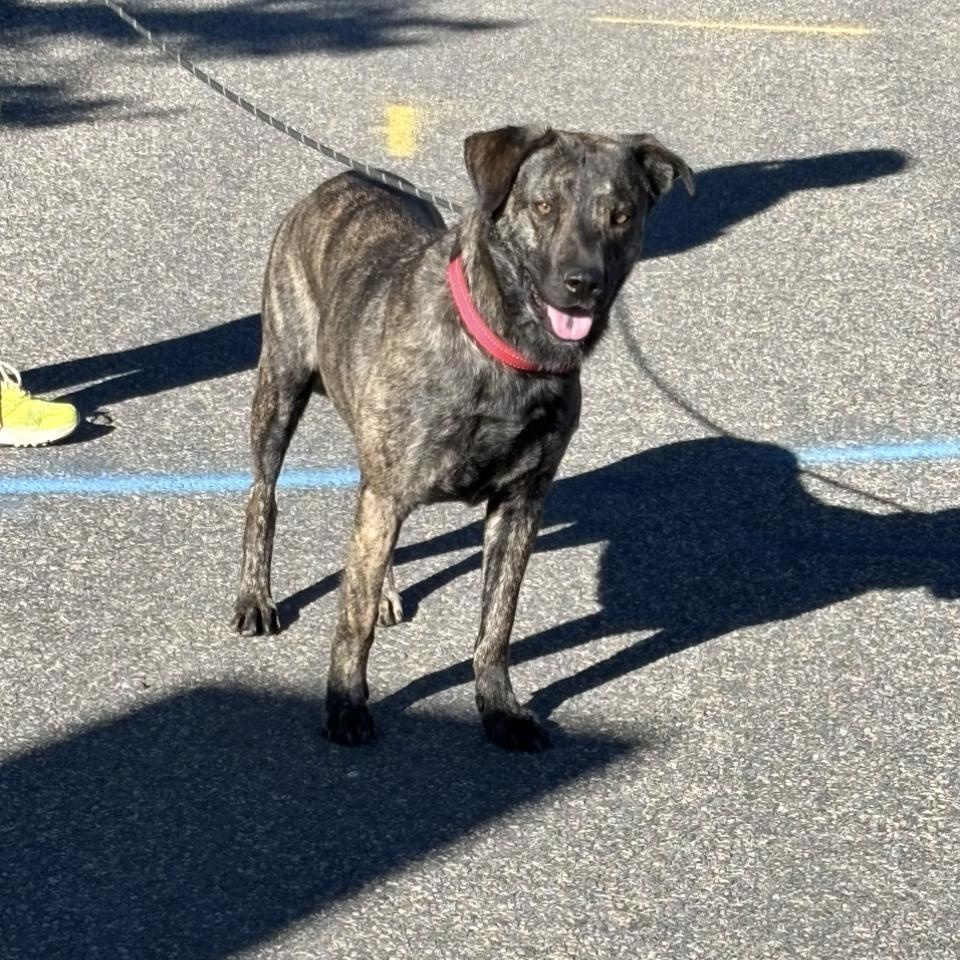 Corina, a Adoptable Plott Hound in Estes Park, CO image 3/5