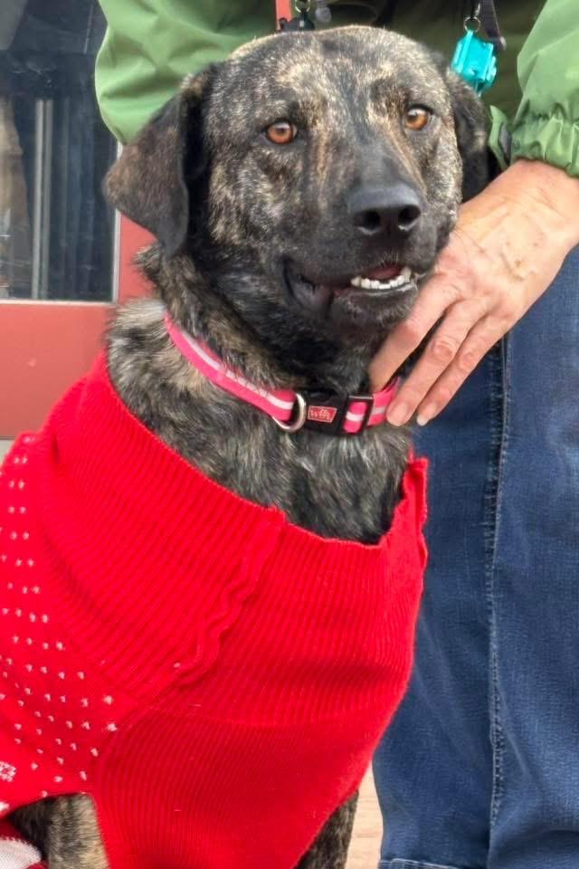 Corina, Adoptable, Young Female Plott Hound.