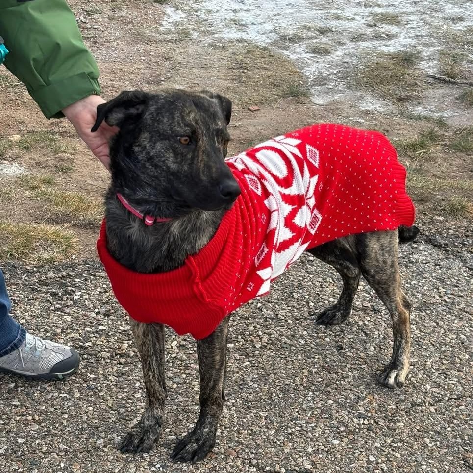 Corina, a Adoptable Plott Hound in Estes Park, CO image 4/5