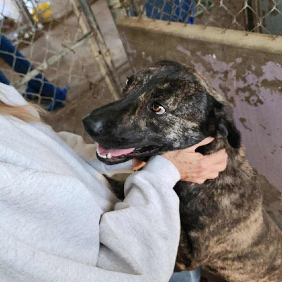 Corina, a Adoptable Plott Hound in Estes Park, CO image 5/5