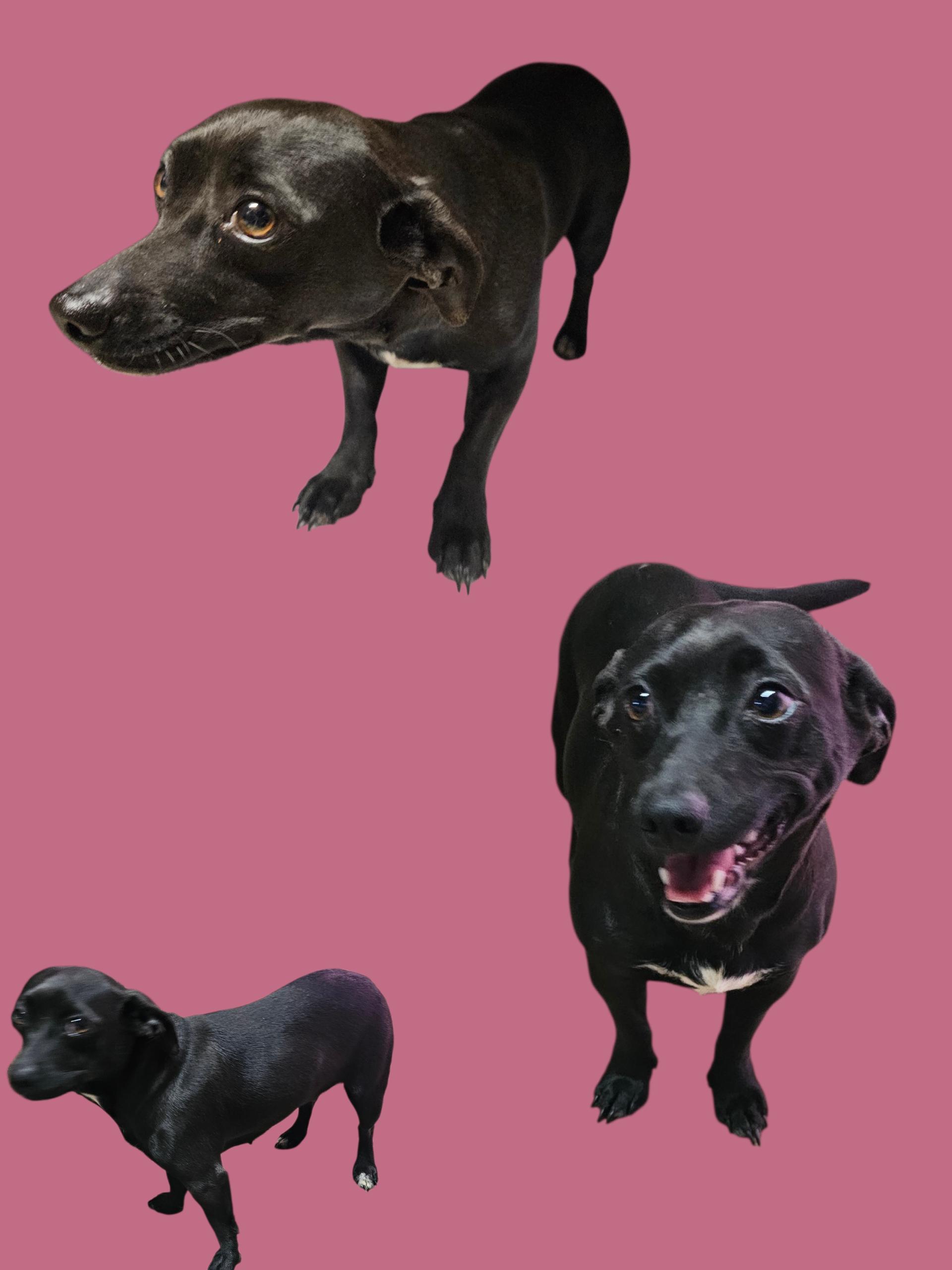 Enlarge Delaney , an adopted mixed breed in Chesnee, SC image 2/2