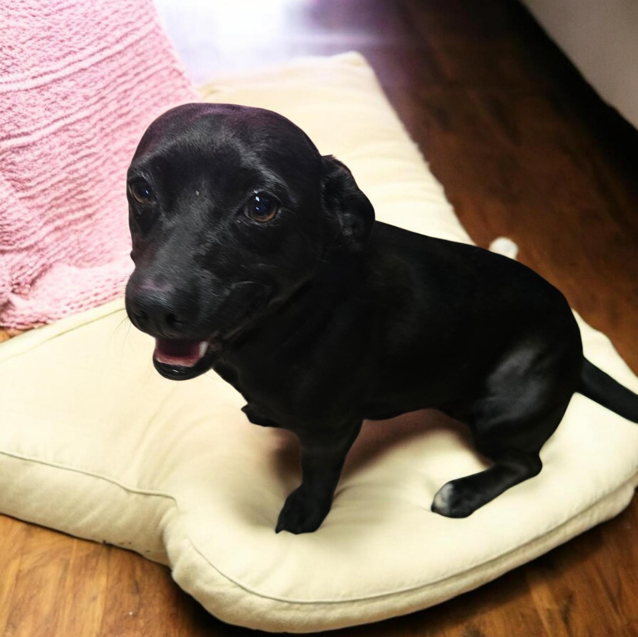 Delaney , adopted, Young Female Chihuahua.