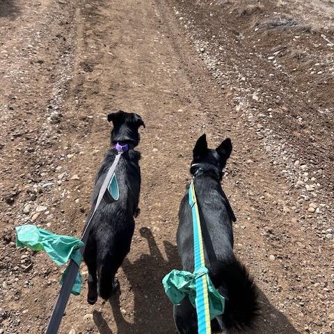 Ocean, a Adoptable mixed breed in Durango, CO image 1/5