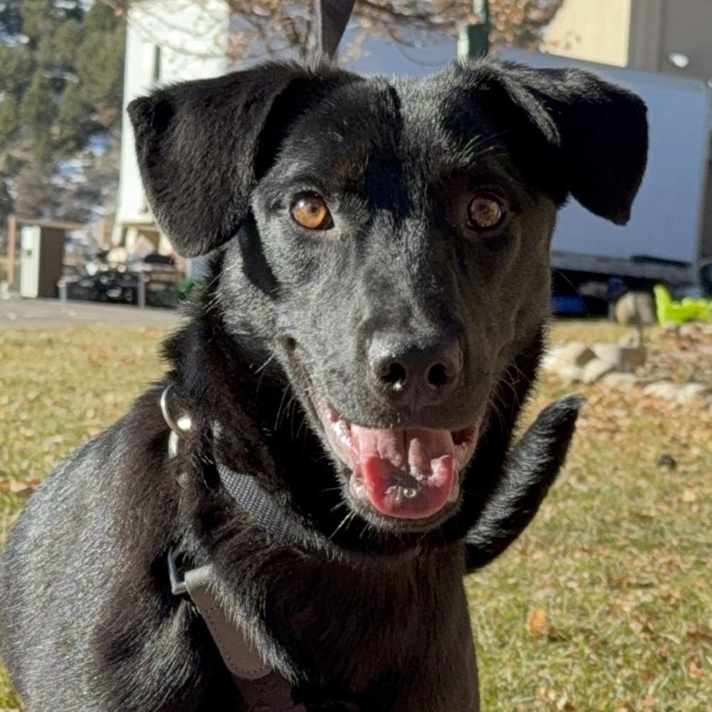 Ocean, a Adoptable mixed breed in Durango, CO image 2/5