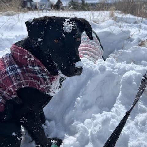 Enlarge Ocean, a Adoptable mixed breed in Durango, CO image 3/6
