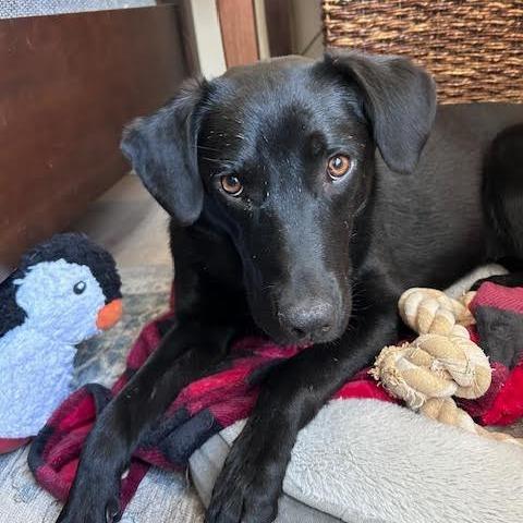 Enlarge Ocean, a Adoptable mixed breed in Durango, CO image 5/6