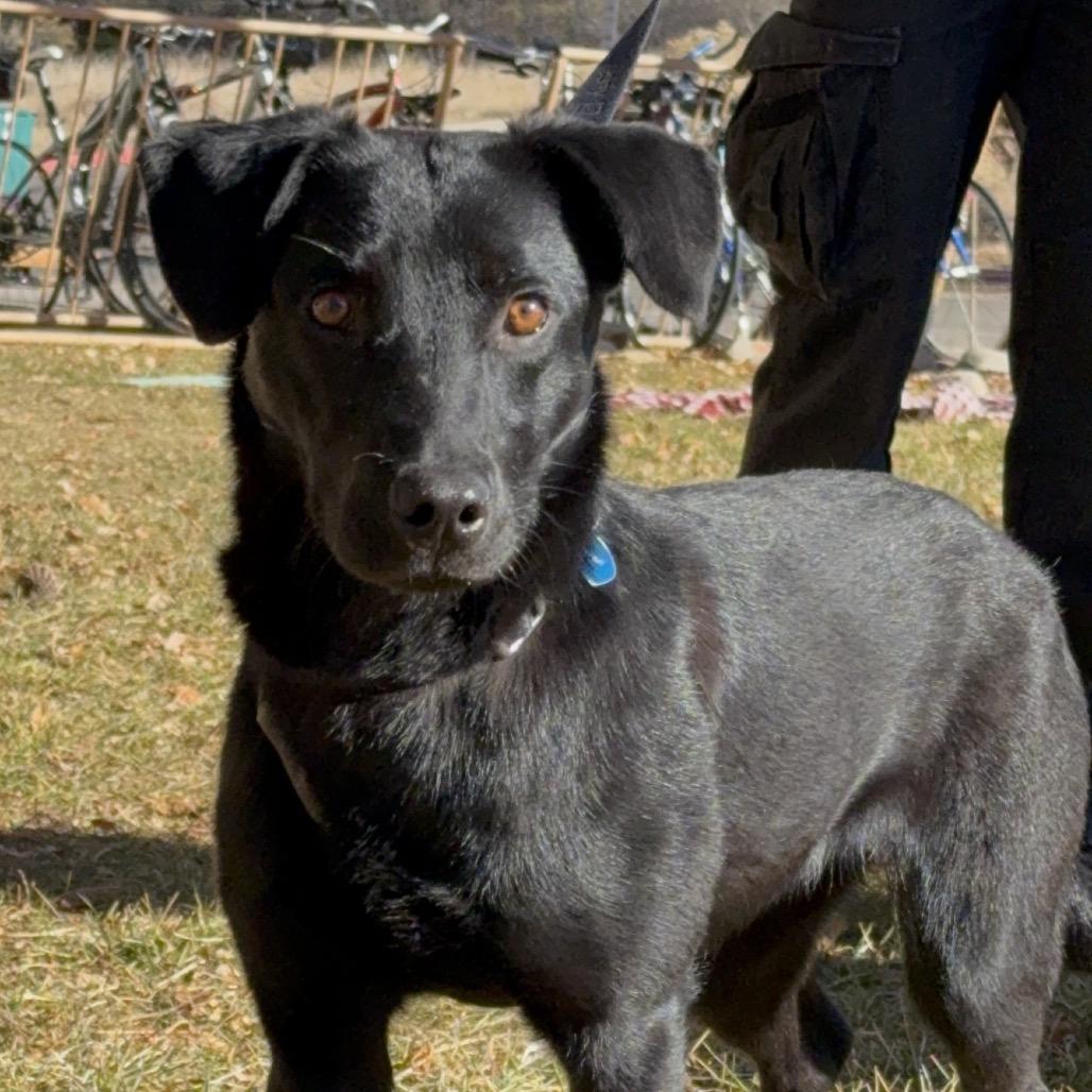 Ocean, a Adoptable mixed breed in Durango, CO image 5/5