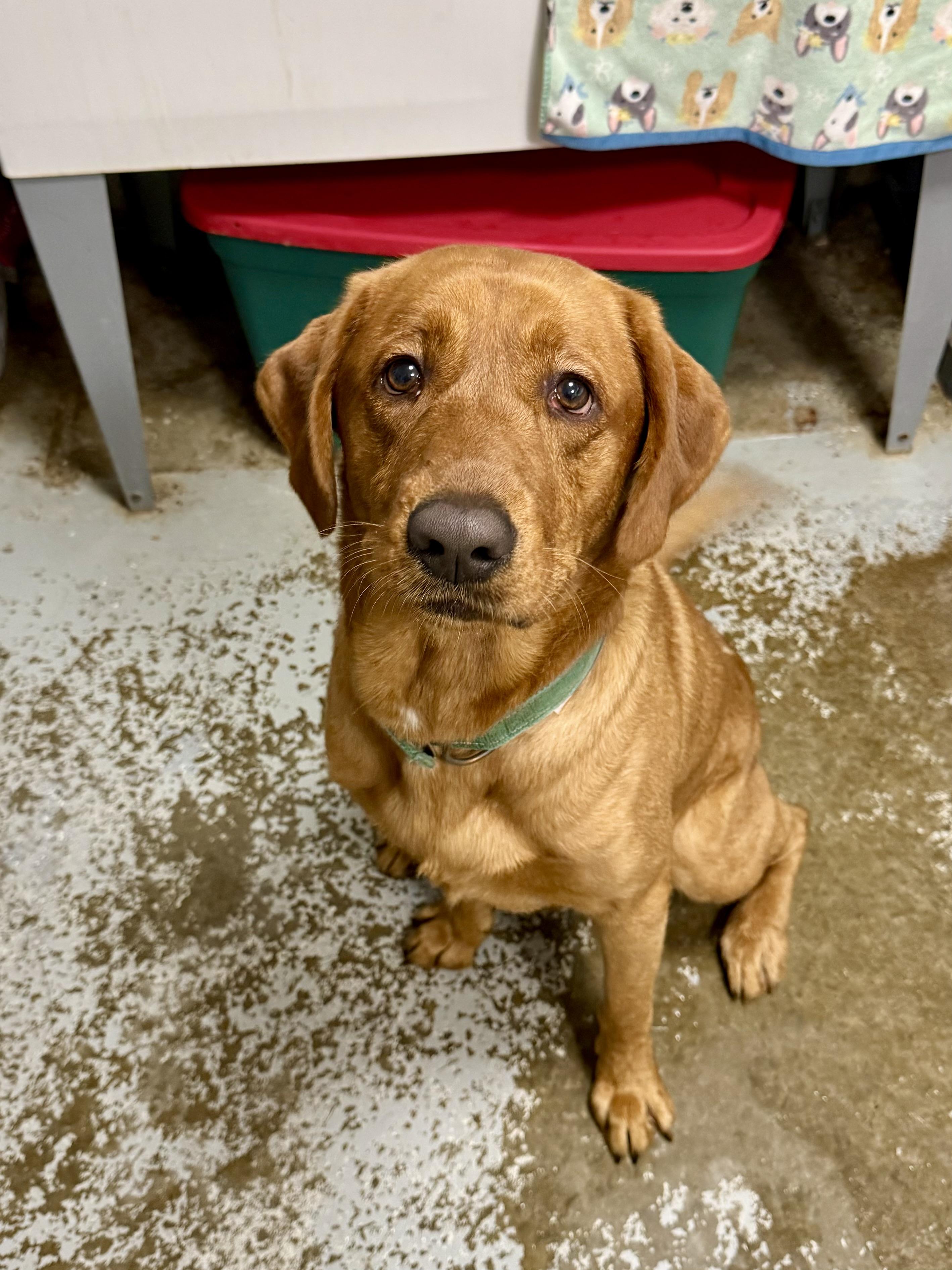 Benny, adopted, Young Male Labrador Retriever.