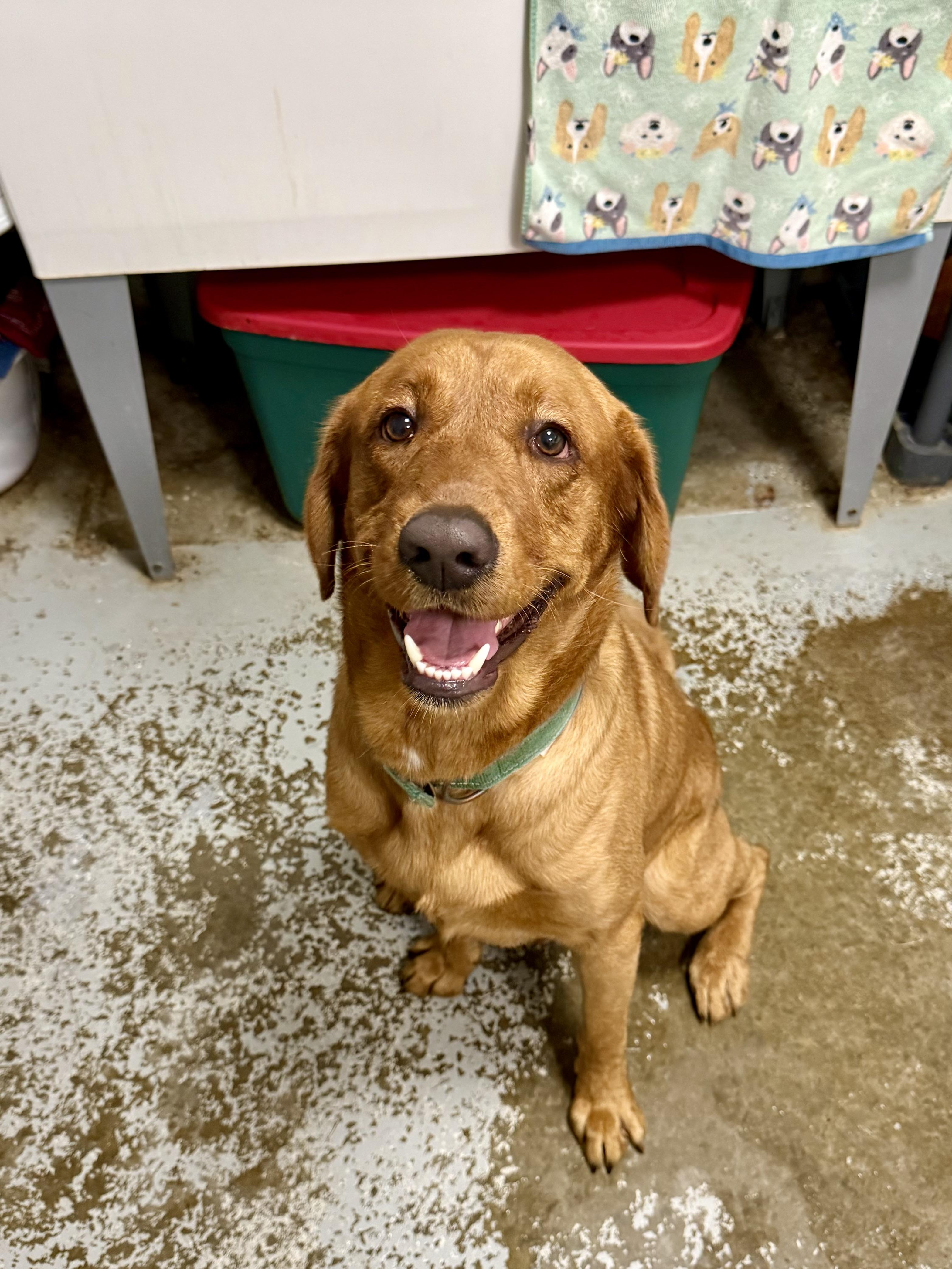 Enlarge Benny, an adopted Labrador Retriever in Anderson, IN image 2/2