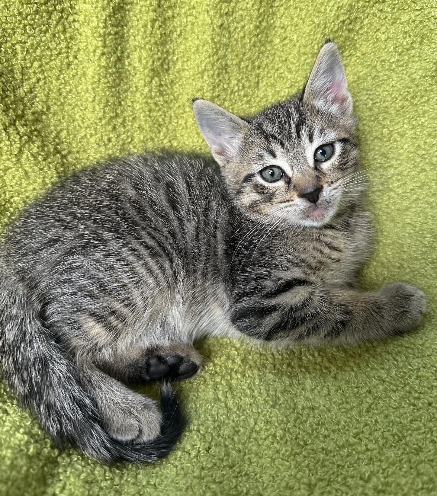 Lorna, a Adoptable Domestic Short Hair in Carlsbad, CA image 1/4