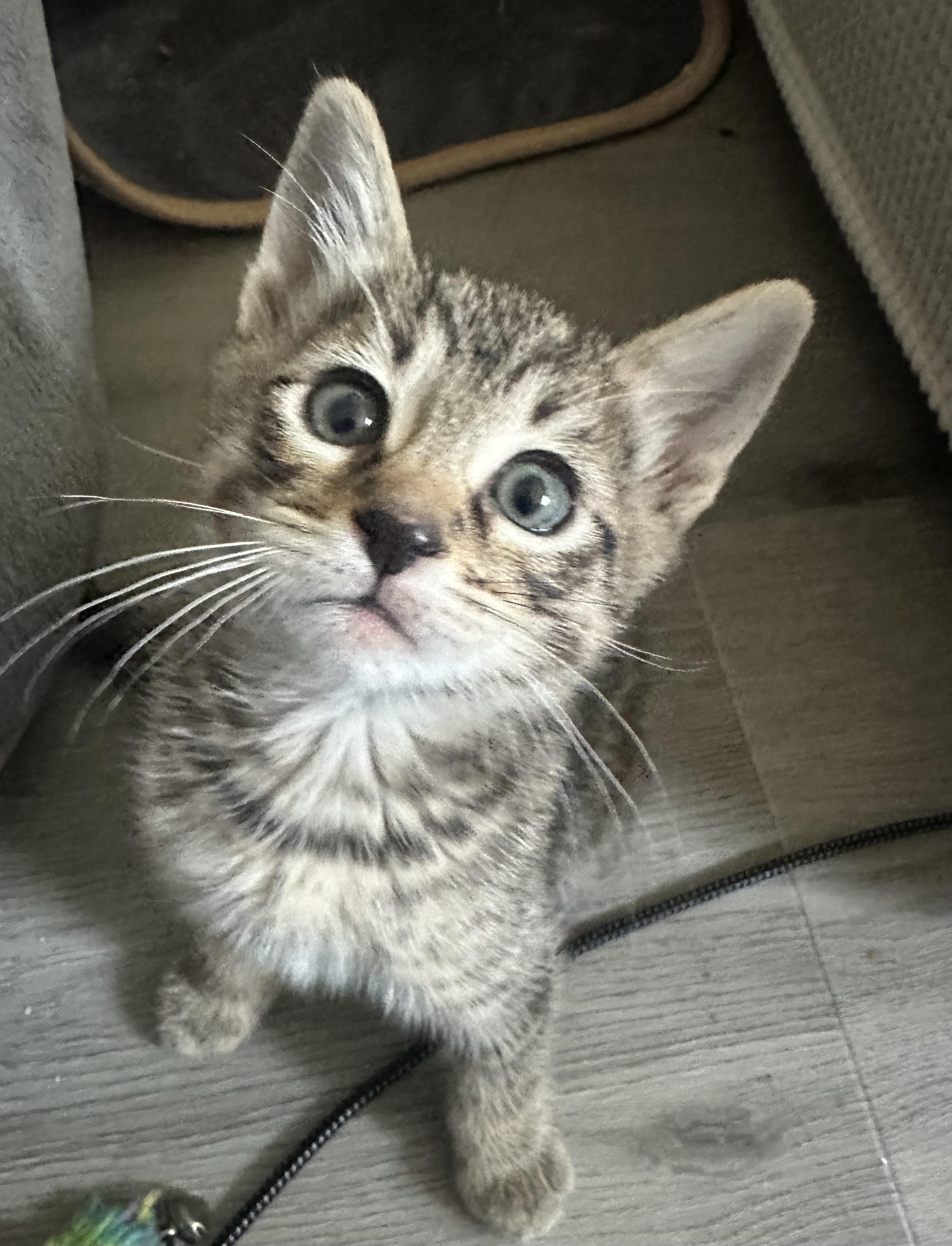 Lorna, a Adoptable Domestic Short Hair in Carlsbad, CA image 2/4