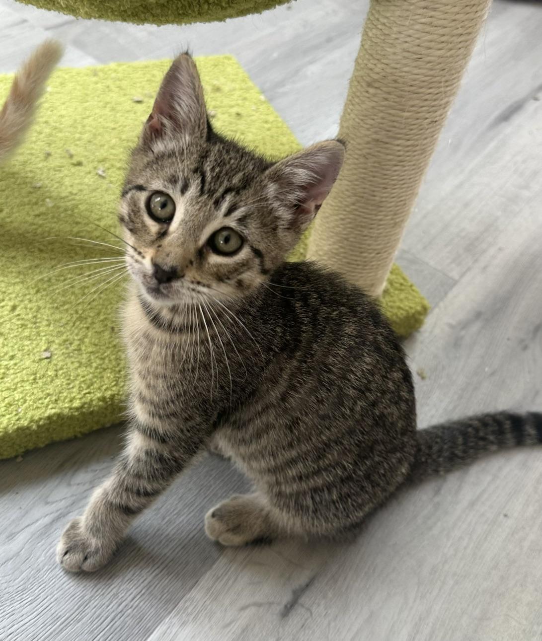 Lorna, a Adoptable Domestic Short Hair in Carlsbad, CA image 3/4