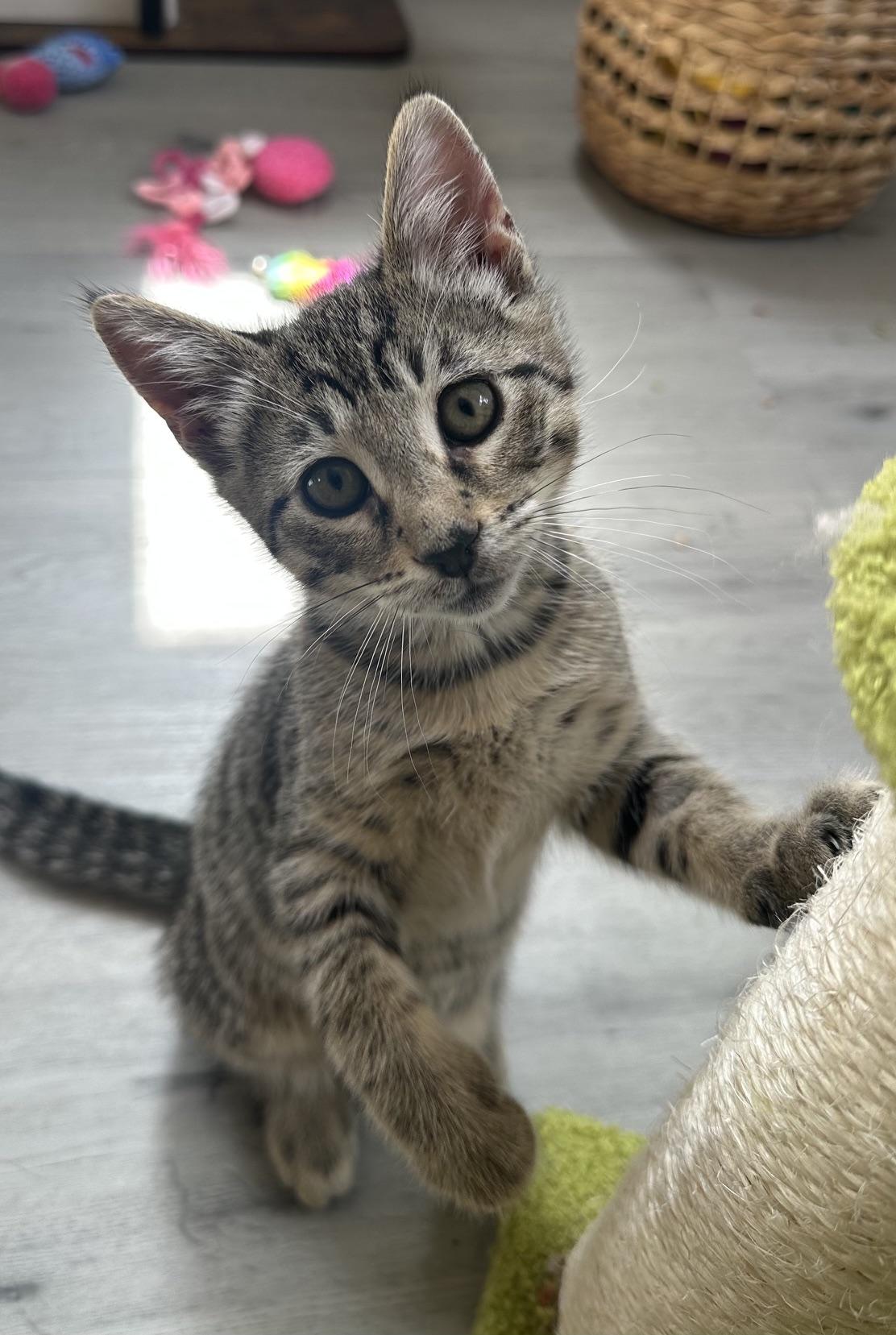 Lorna, a Adoptable Domestic Short Hair in Carlsbad, CA image 4/4