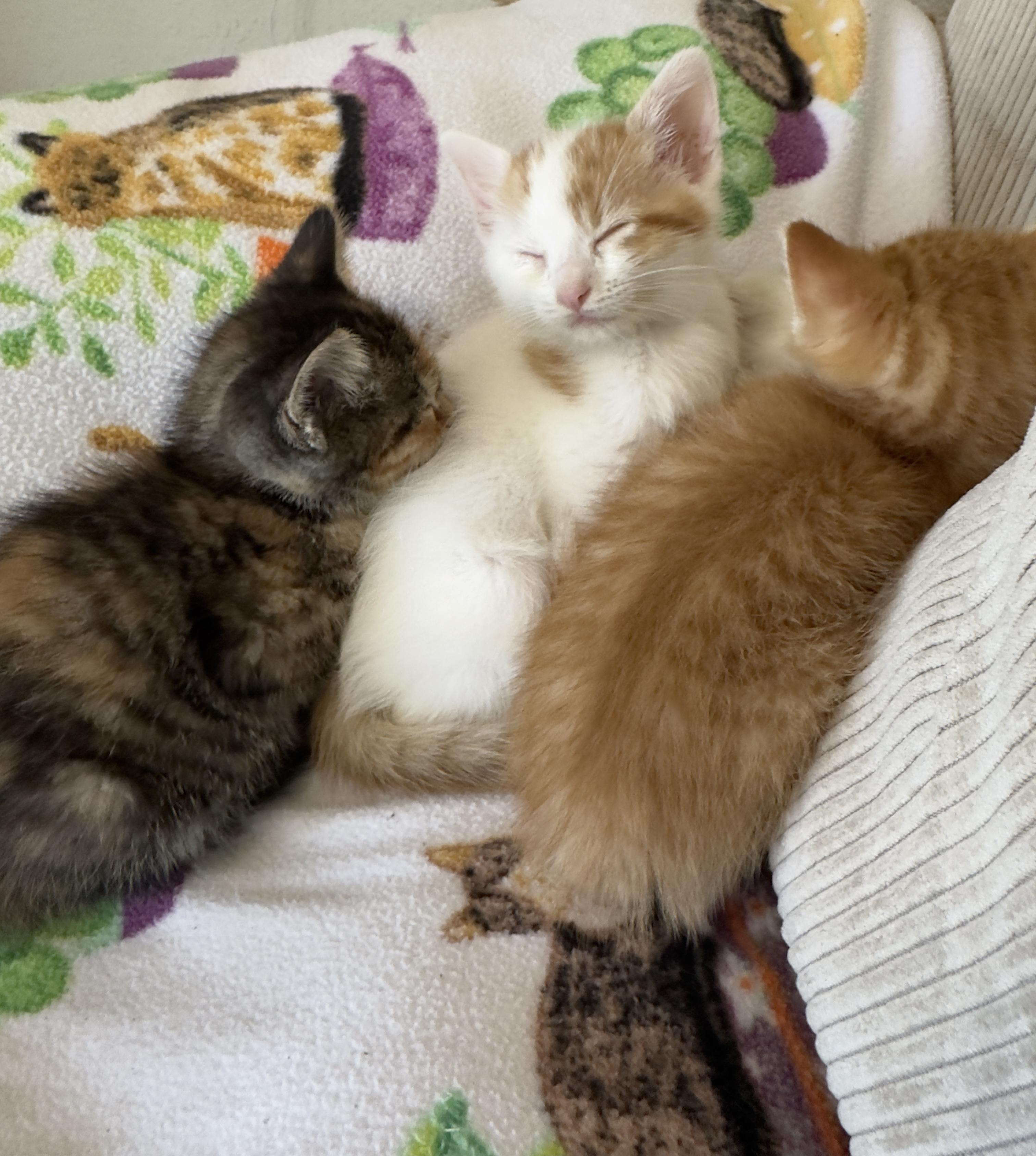 Enlarge Brussel, a ADOPTABLE Domestic Short Hair in Minneapolis, MN image 2/4