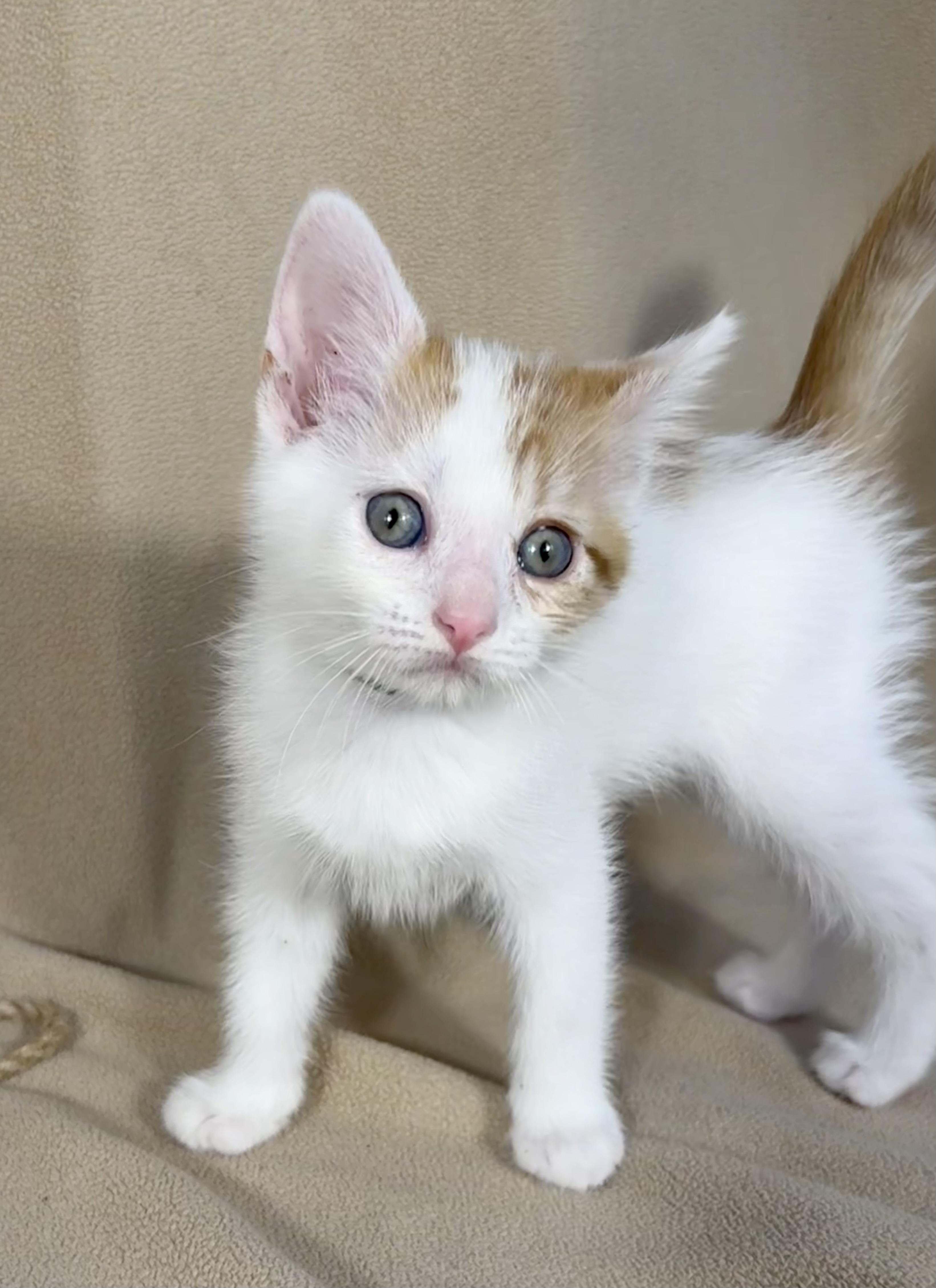 Enlarge Brussel, a ADOPTABLE Domestic Short Hair in Minneapolis, MN image 1/4