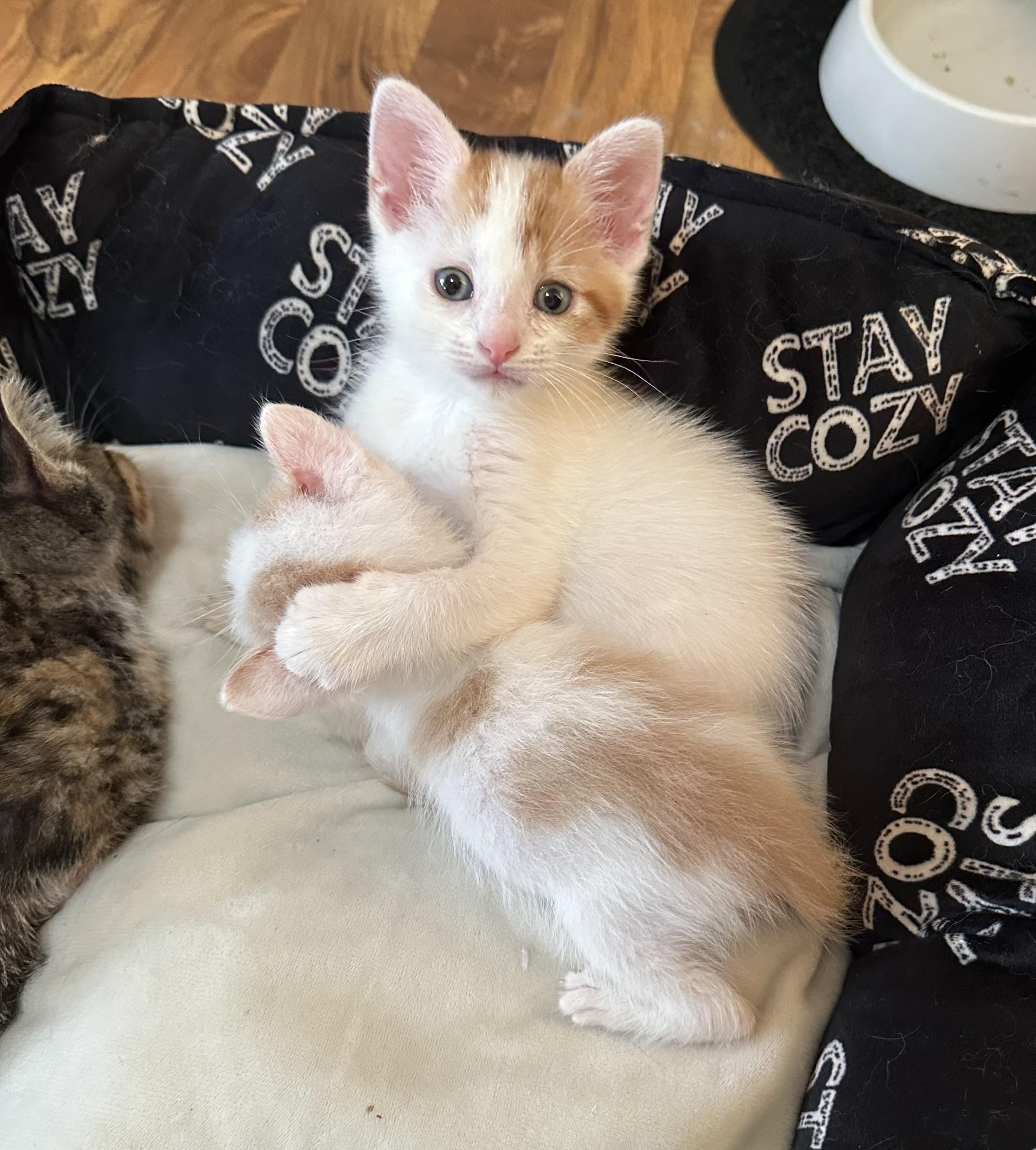 Enlarge Brussel, a ADOPTABLE Domestic Short Hair in Minneapolis, MN image 3/4