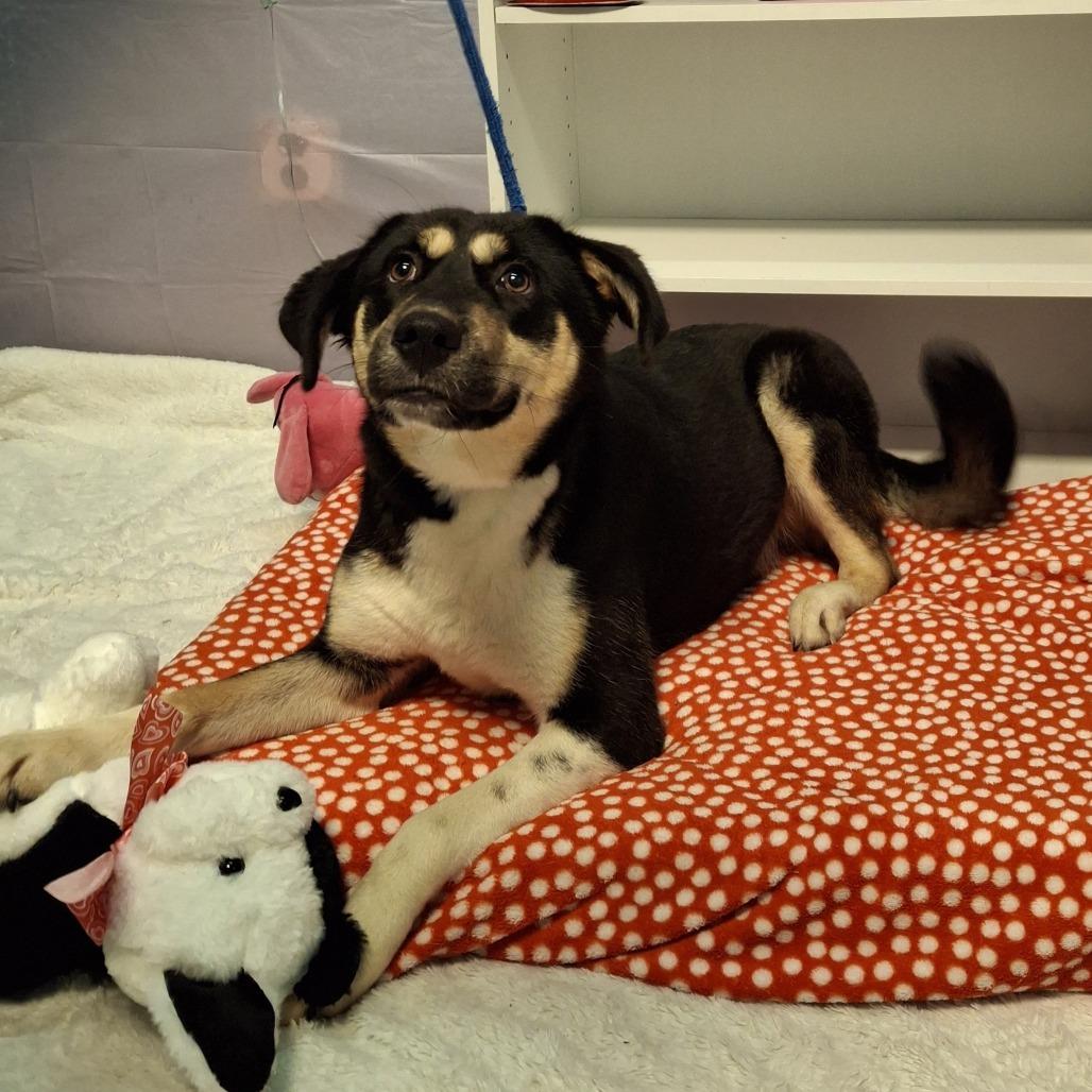 Riley, Adoptable, Adult Female Mixed Breed.