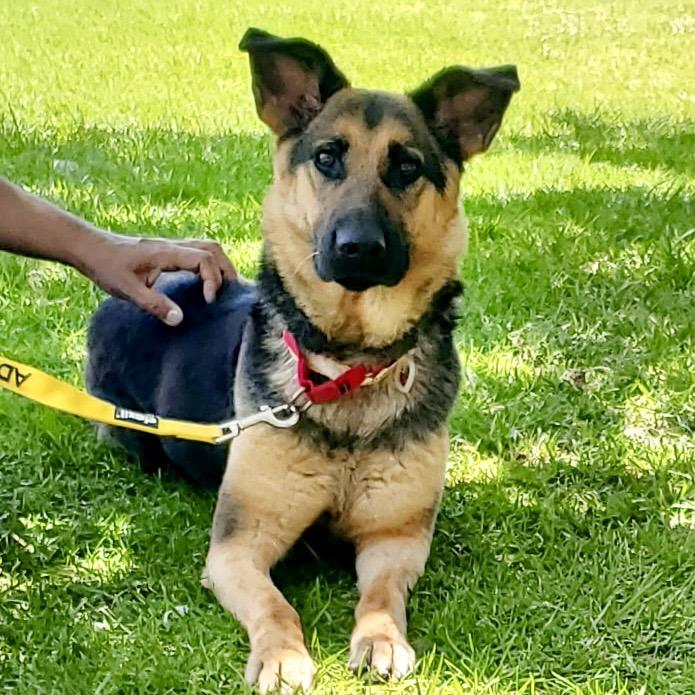 Trina*, Adoptable, Adult Female Shepherd.