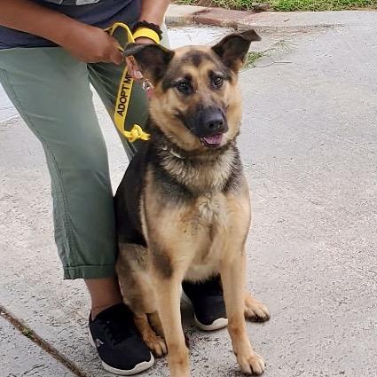 Trina*, a Adoptable Shepherd in San Gabriel, CA image 2/6