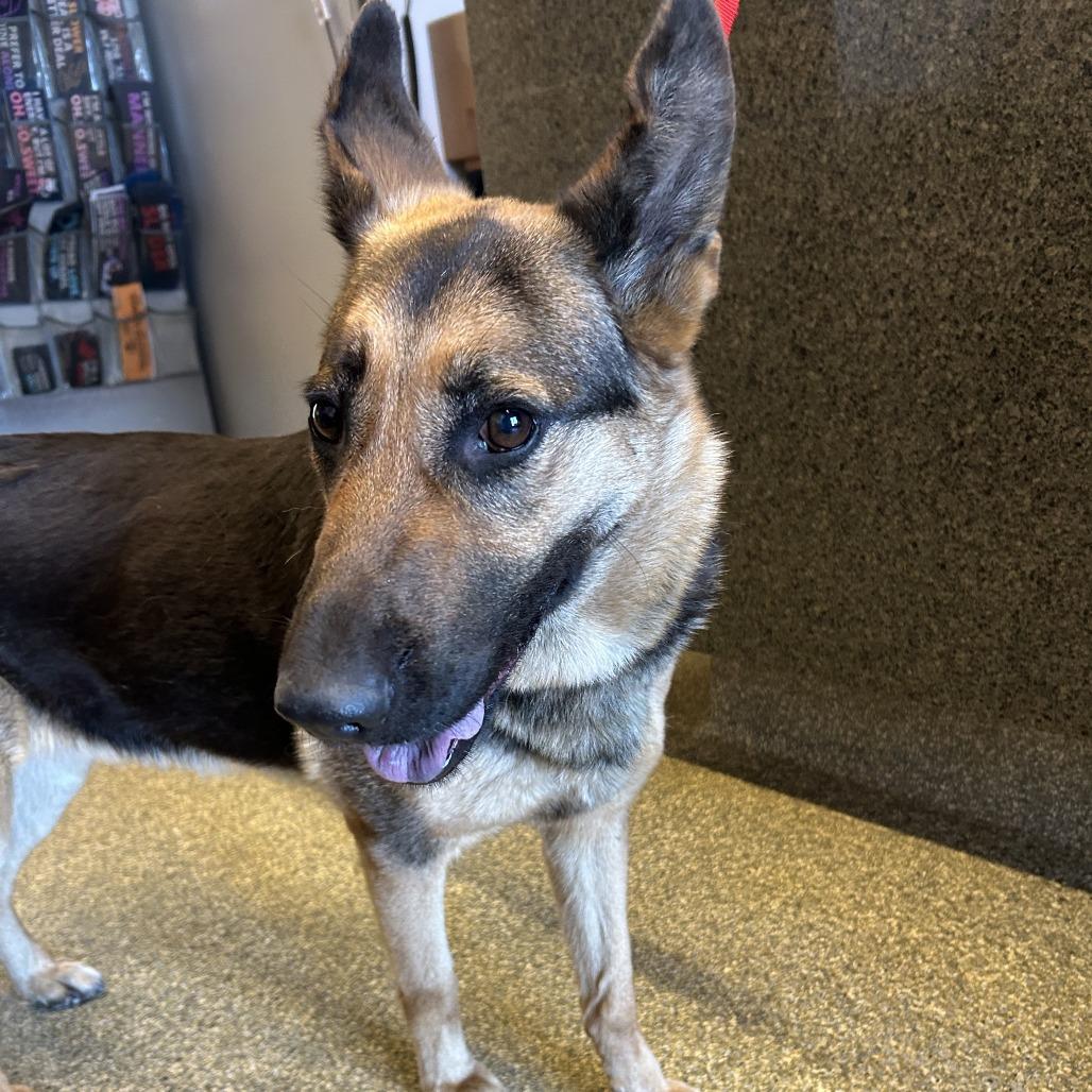 Trina*, a Adoptable Shepherd in San Gabriel, CA image 3/6