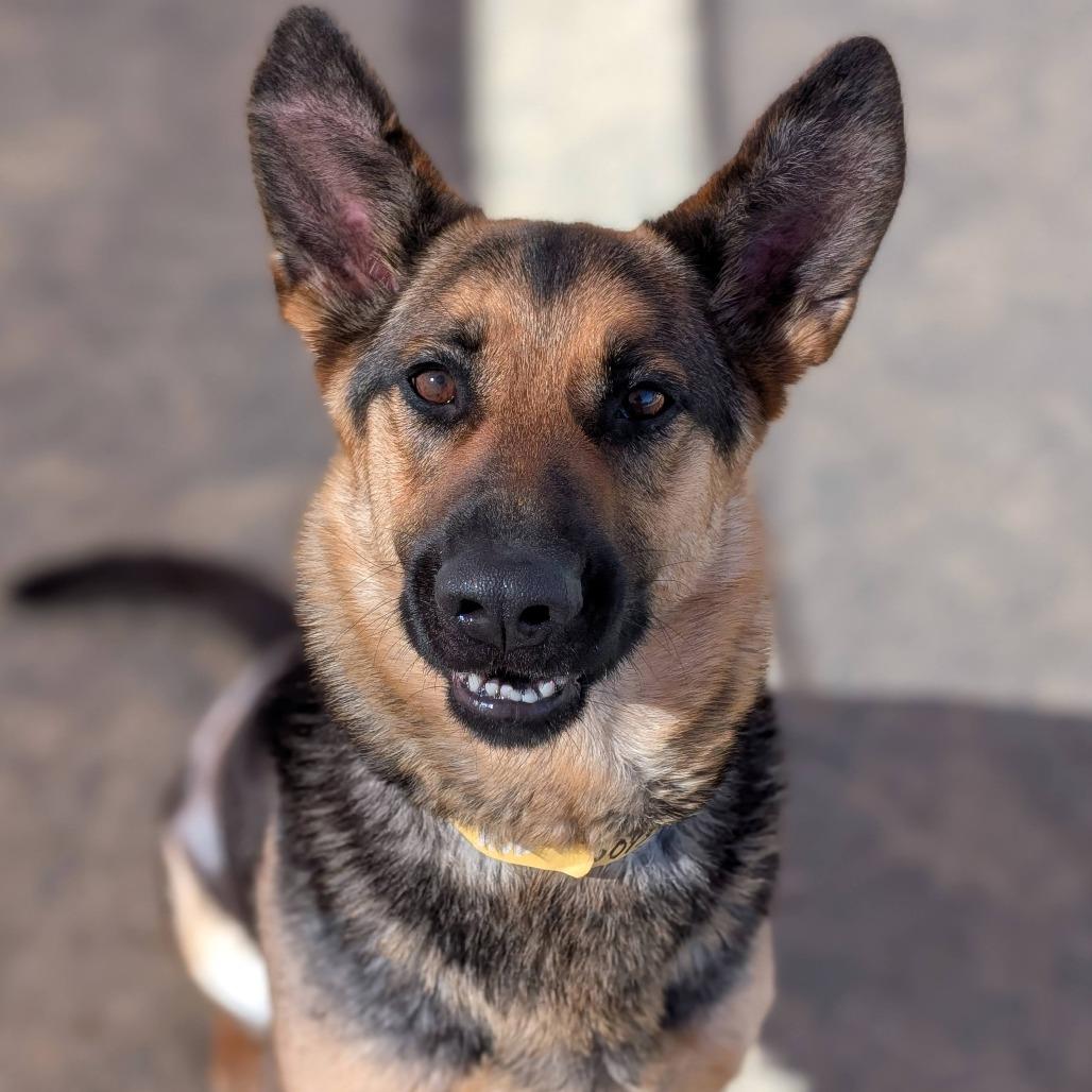 Trina*, a Adoptable Shepherd in San Gabriel, CA image 4/6