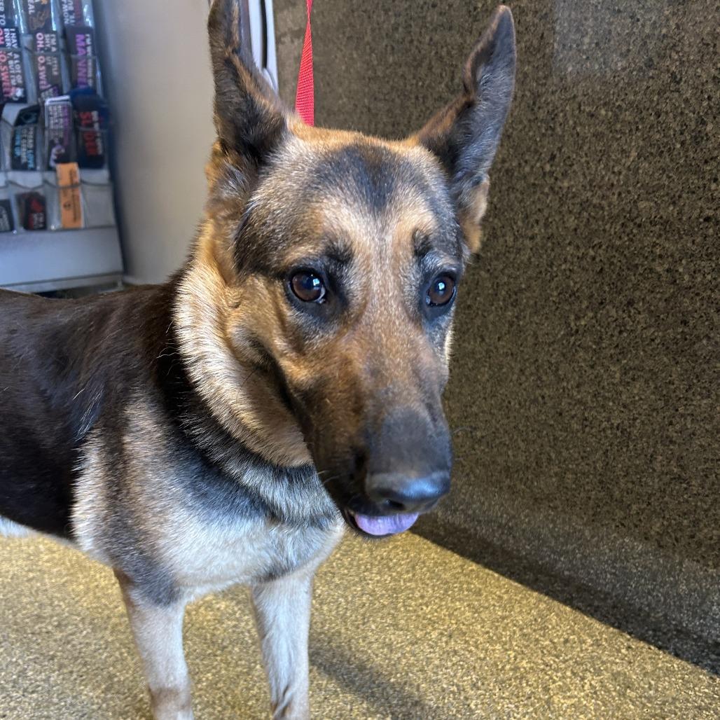 Trina*, a Adoptable Shepherd in San Gabriel, CA image 5/6