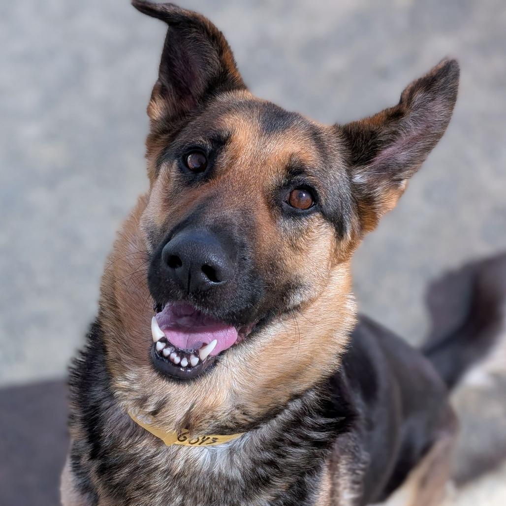 Trina*, a Adoptable Shepherd in San Gabriel, CA image 6/6