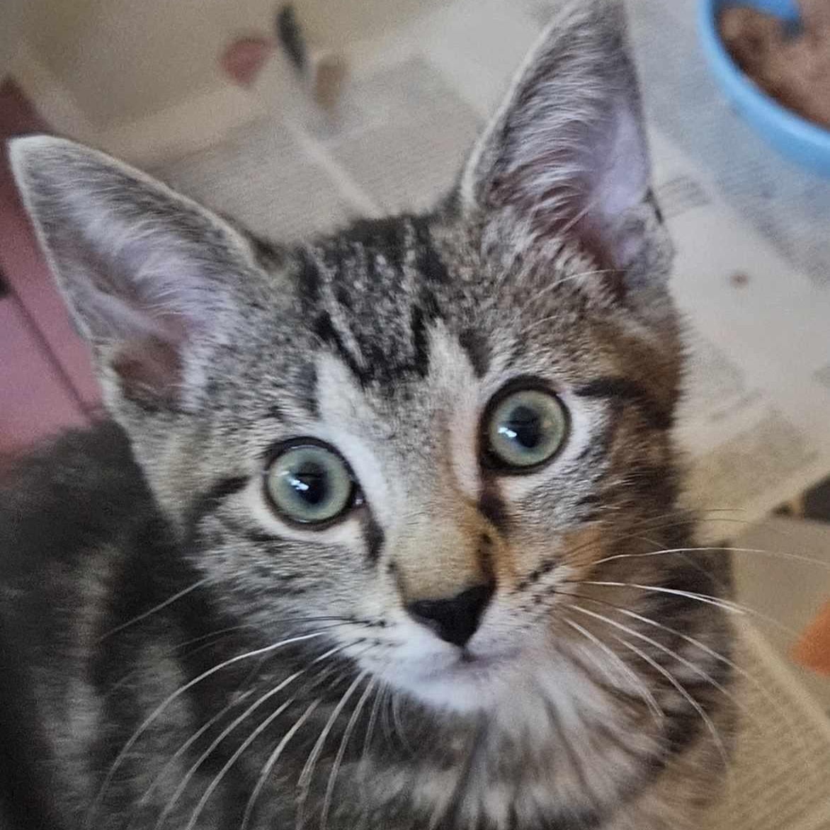 Allegra