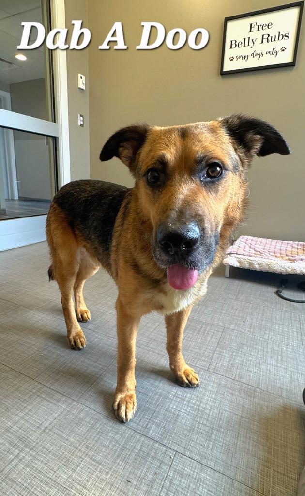 Dab Yrly 194, a Adoptable mixed breed in Sidney, OH image 1/5