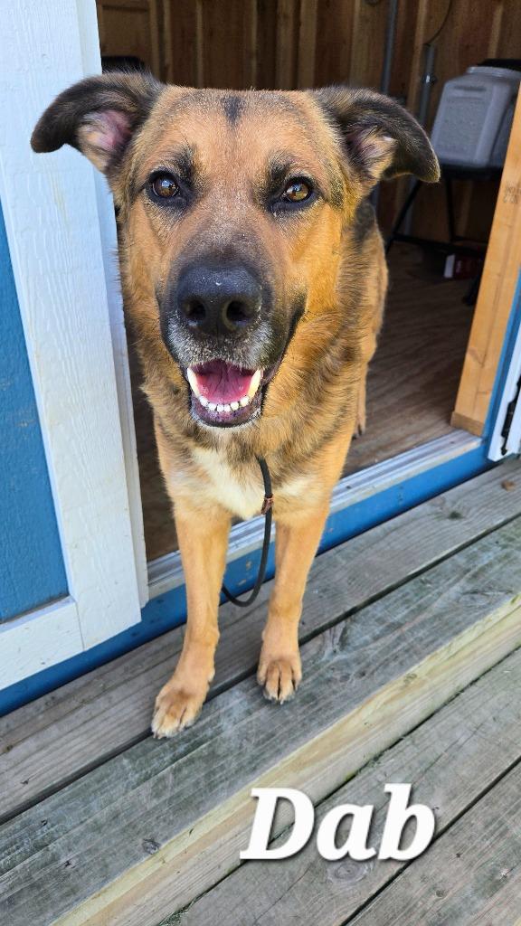 Dab Yrly 194, a Adoptable mixed breed in Sidney, OH image 2/5