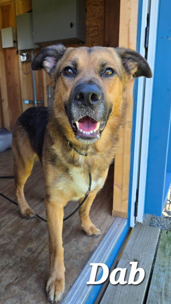 Dab Yrly 194, a Adoptable mixed breed in Sidney, OH image 3/5