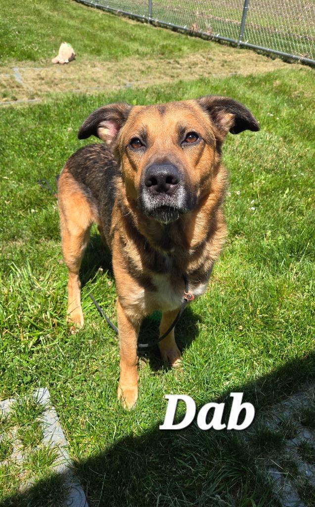 Dab Yrly 194, a Adoptable mixed breed in Sidney, OH image 4/5