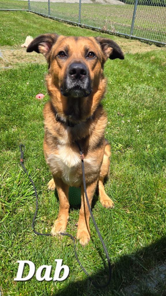 Dab Yrly 194, a Adoptable mixed breed in Sidney, OH image 5/5