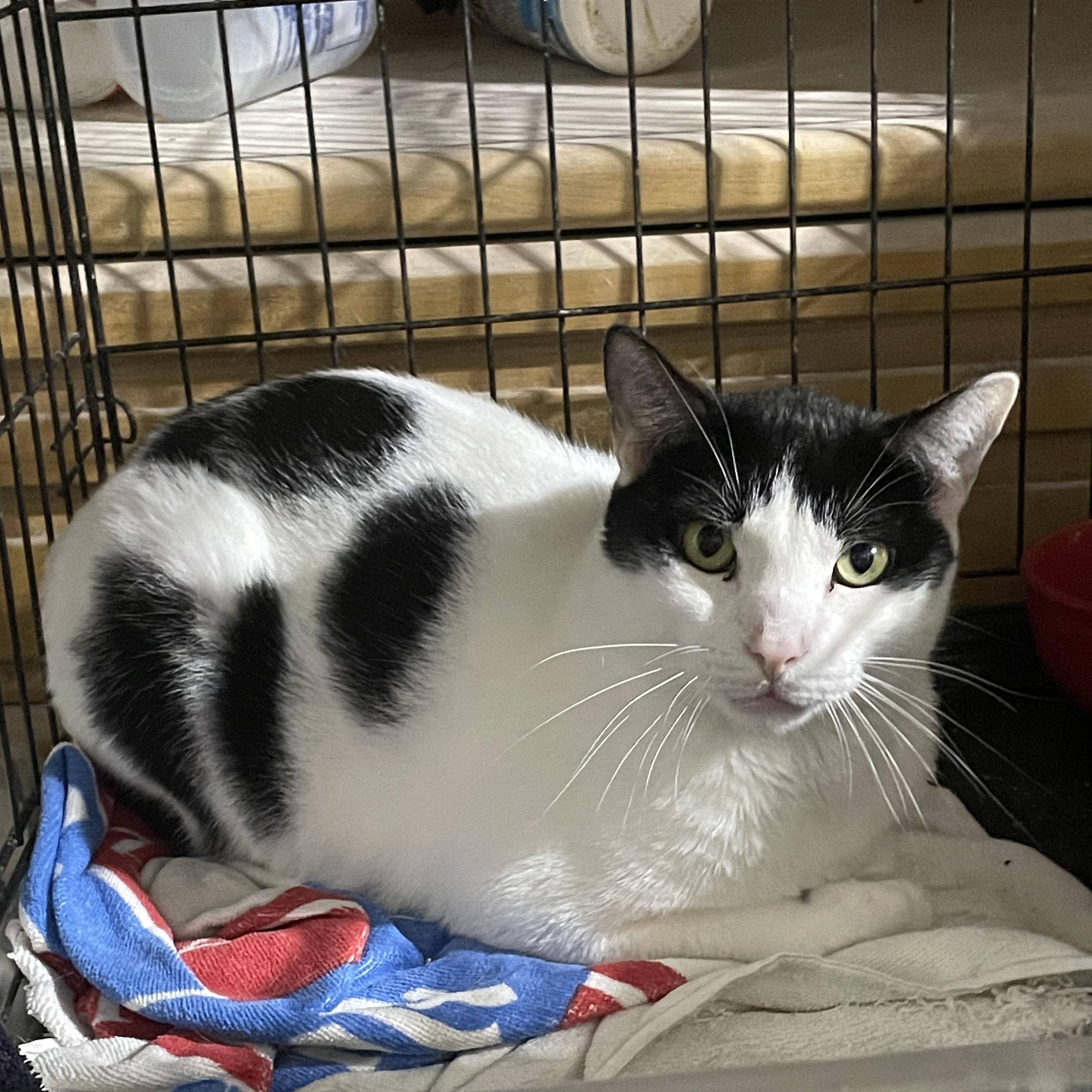 Max, Adoptable, Young Male Domestic Short Hair.