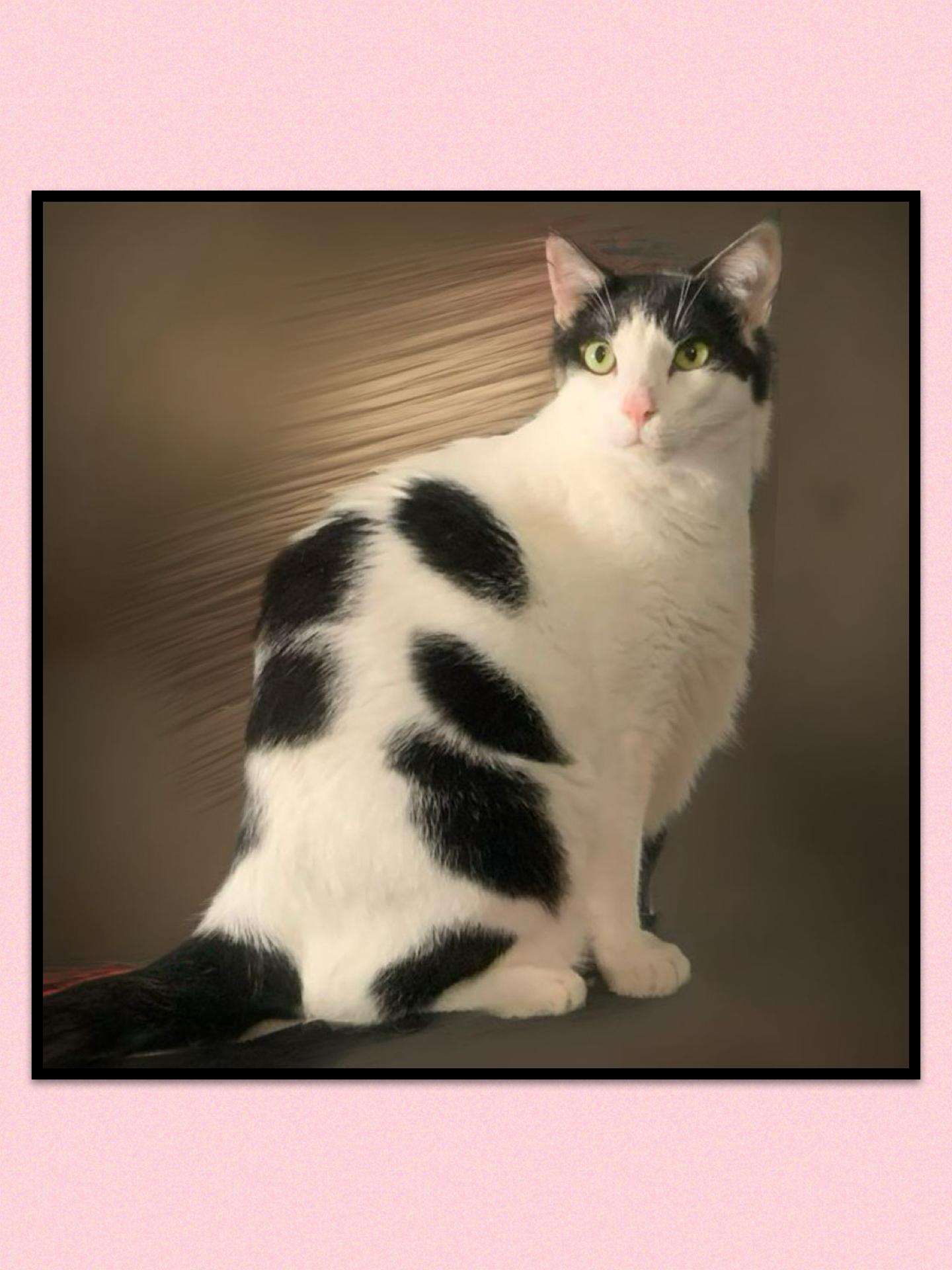 Enlarge Lilly, a Adoptable Domestic Short Hair in Parkland, FL image 1/4