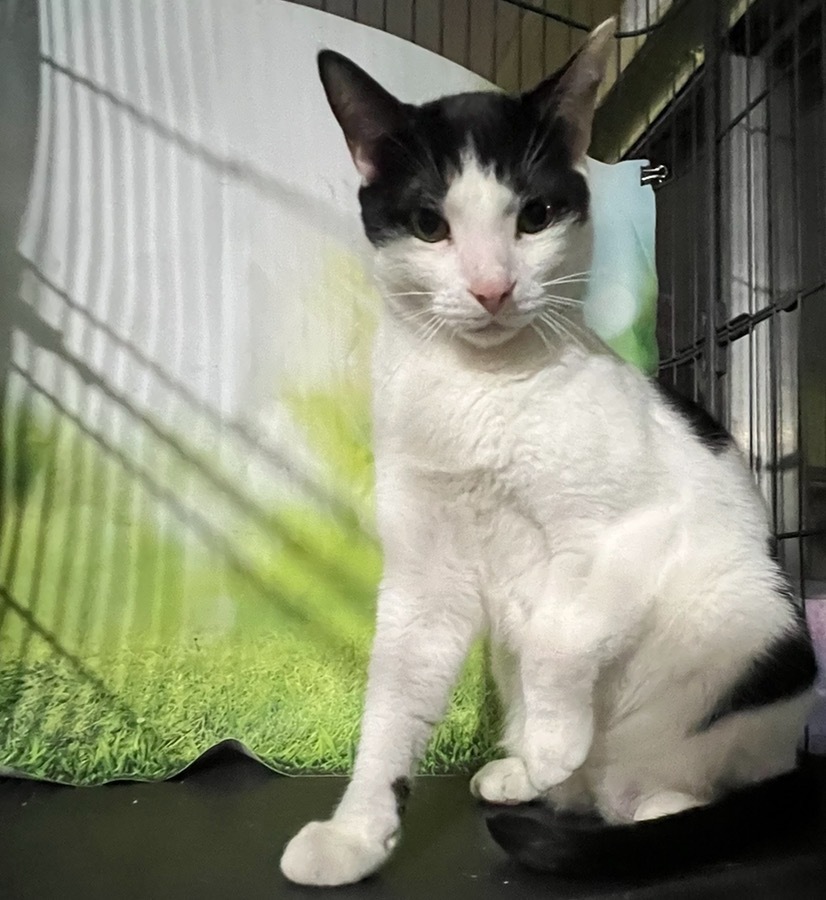 Lilly, a Adoptable Domestic Short Hair in Parkland, FL image 2/4